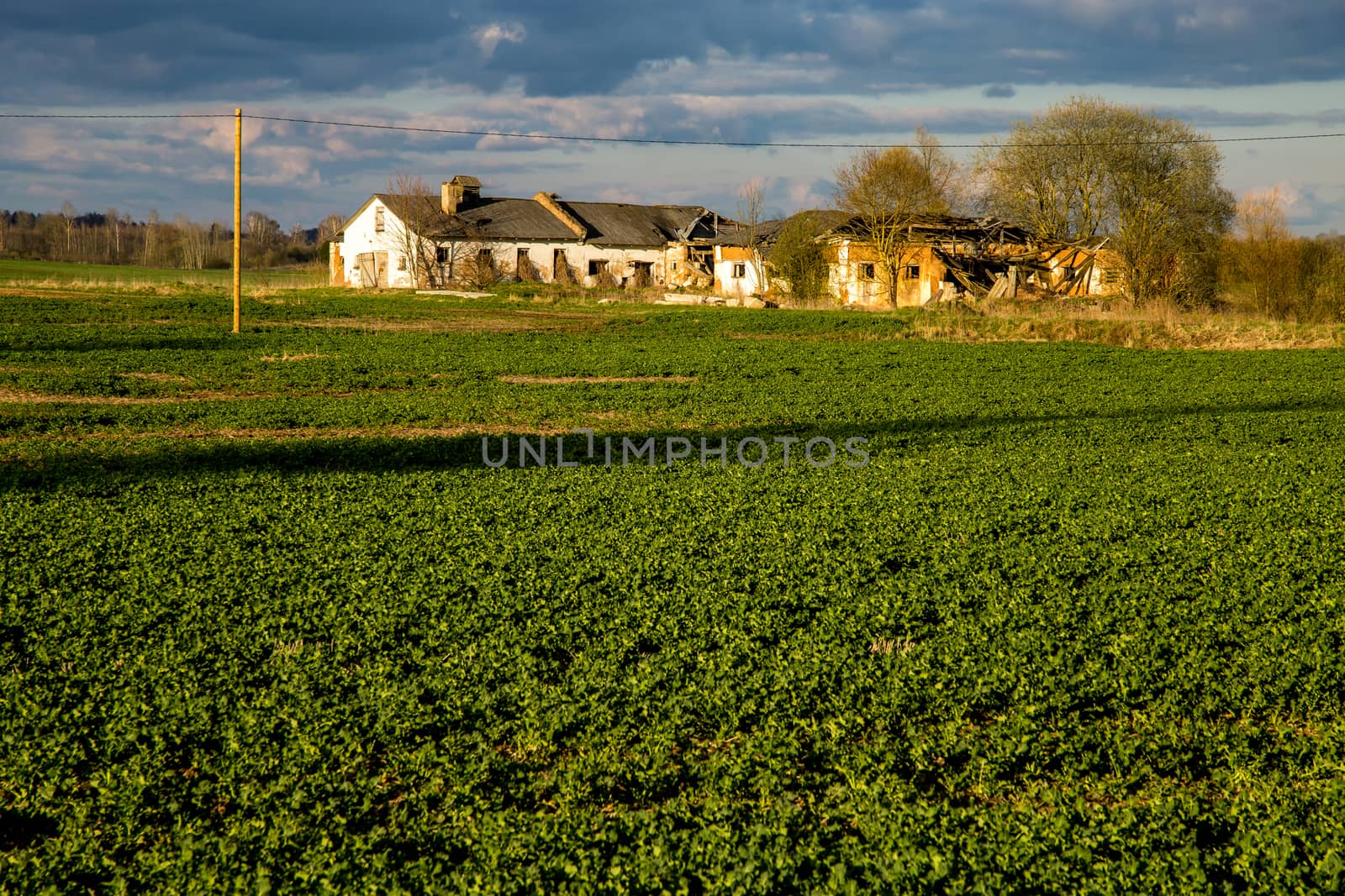 Green field with cereal and old farm house on the back, against a blue sky. Spring landscape with cornfield, wood and cloudy blue sky. Classic rural landscape in Latvia.