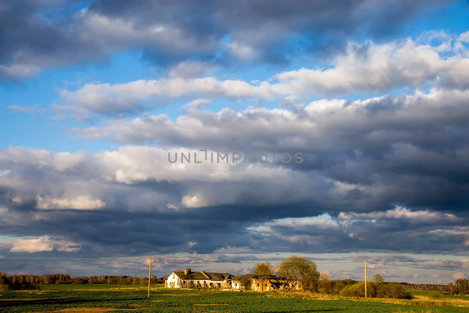 Green field with cereal and old farm house on the back, against a blue sky. Spring landscape with cornfield, wood and cloudy blue sky. Classic rural landscape in Latvia.