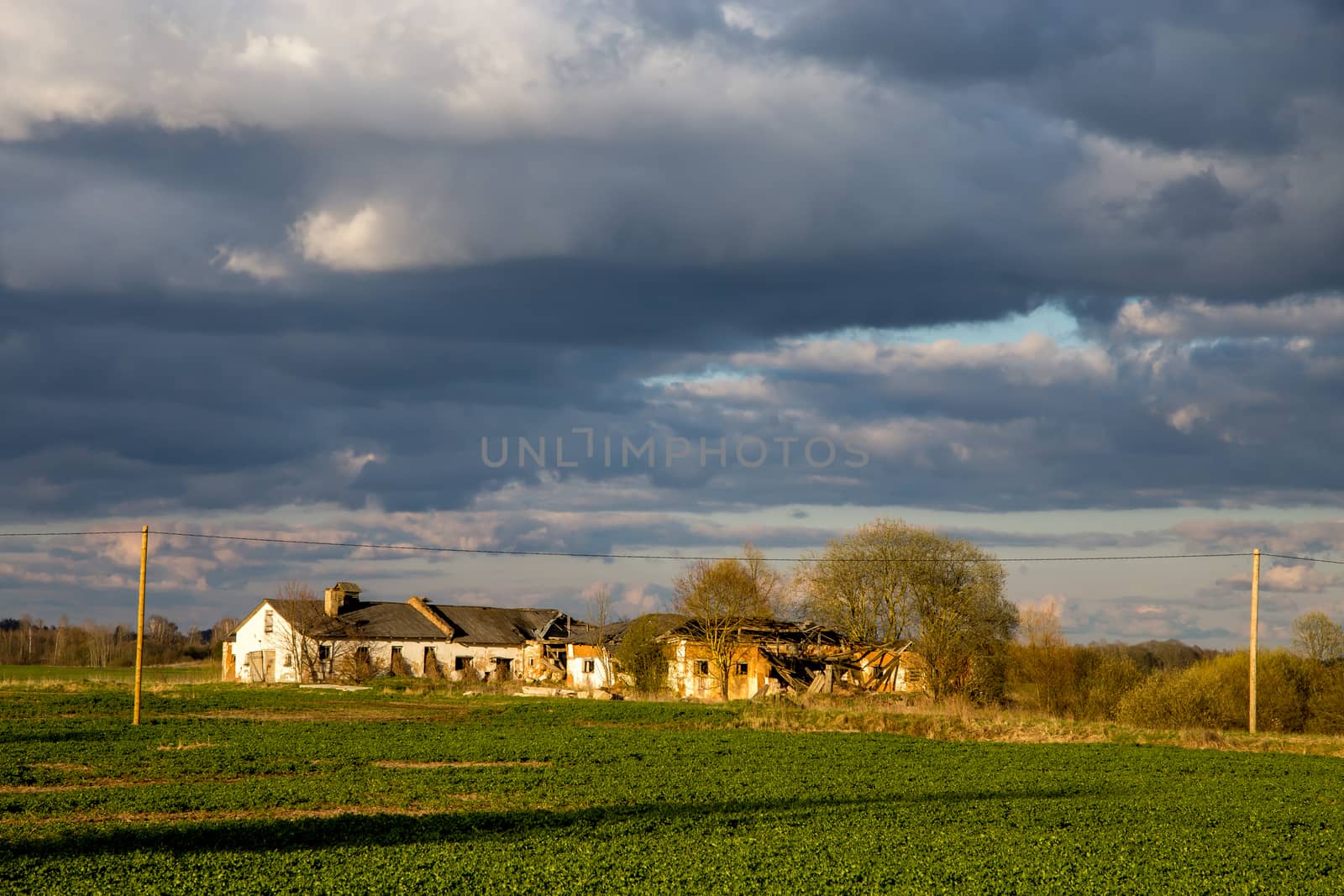 Green field with cereal and old farm house on the back, against a blue sky. Spring landscape with cornfield, wood and cloudy blue sky. Classic rural landscape in Latvia.
