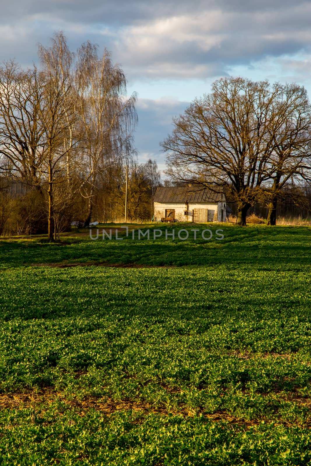 Green field with cereal and old farm house on the back, against a blue sky. Spring landscape with cornfield, wood and cloudy blue sky. Classic rural landscape in Latvia.