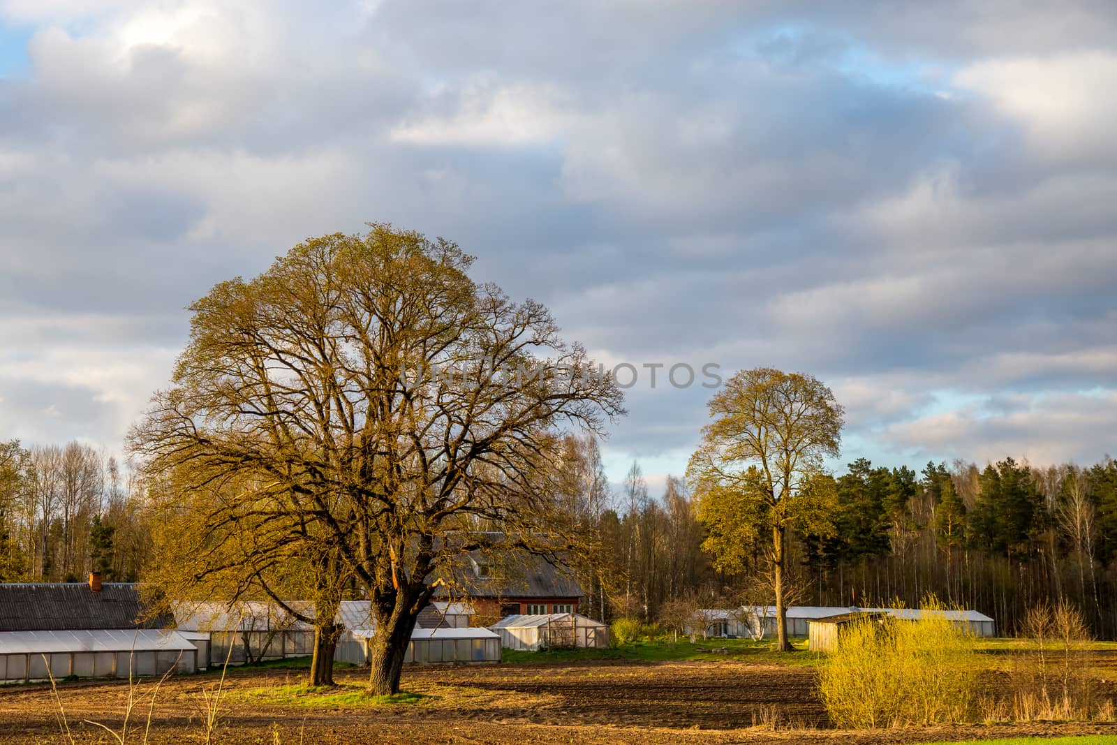 Green field with cereal and old farm house on the back, against a blue sky. Greenhouses near the country house. Spring landscape with cornfield, wood and cloudy blue sky. Classic rural landscape in Latvia.