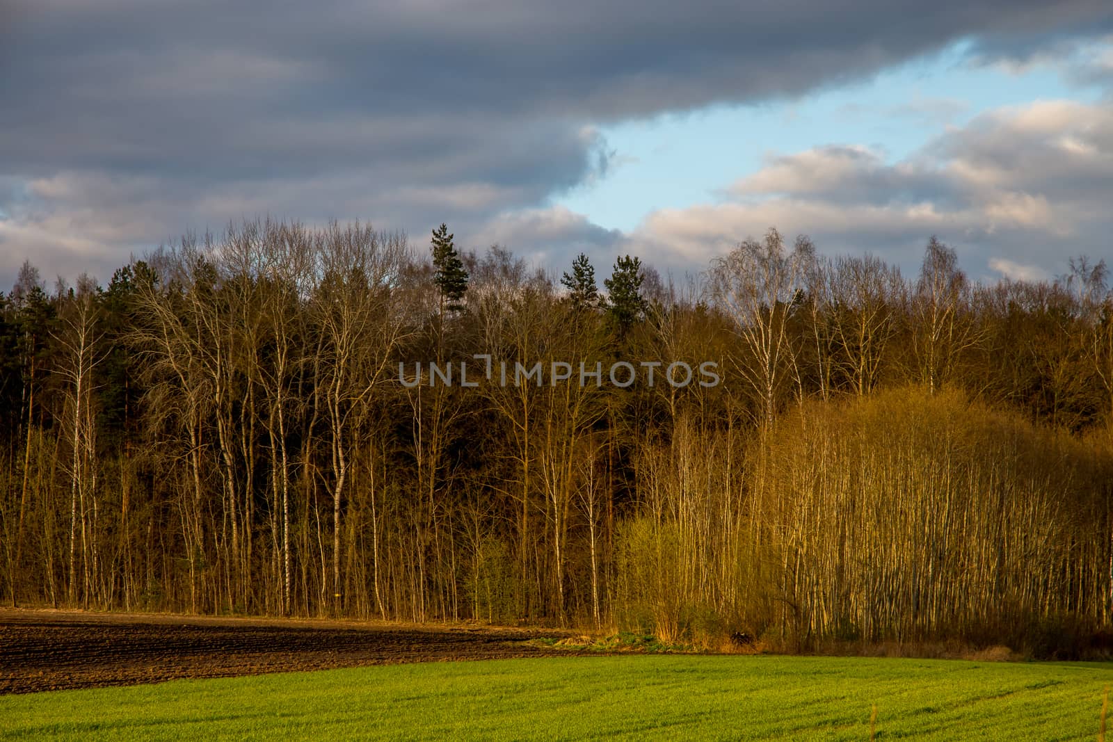 Green field with cereal and forest on the back, against a blue sky. Spring landscape with cornfield, wood and cloudy blue sky. Classic rural landscape in Latvia.