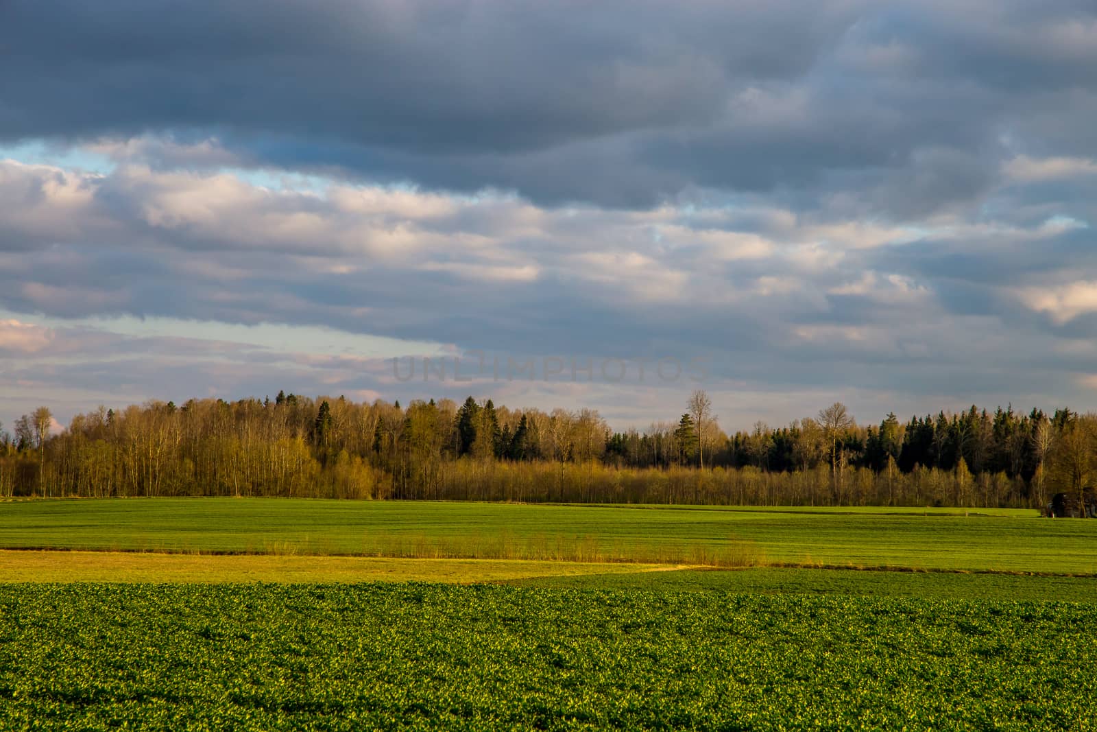 Green field with cereal and forest on the back, against a blue sky. Spring landscape with cornfield, wood and cloudy blue sky. Classic rural landscape in Latvia.
