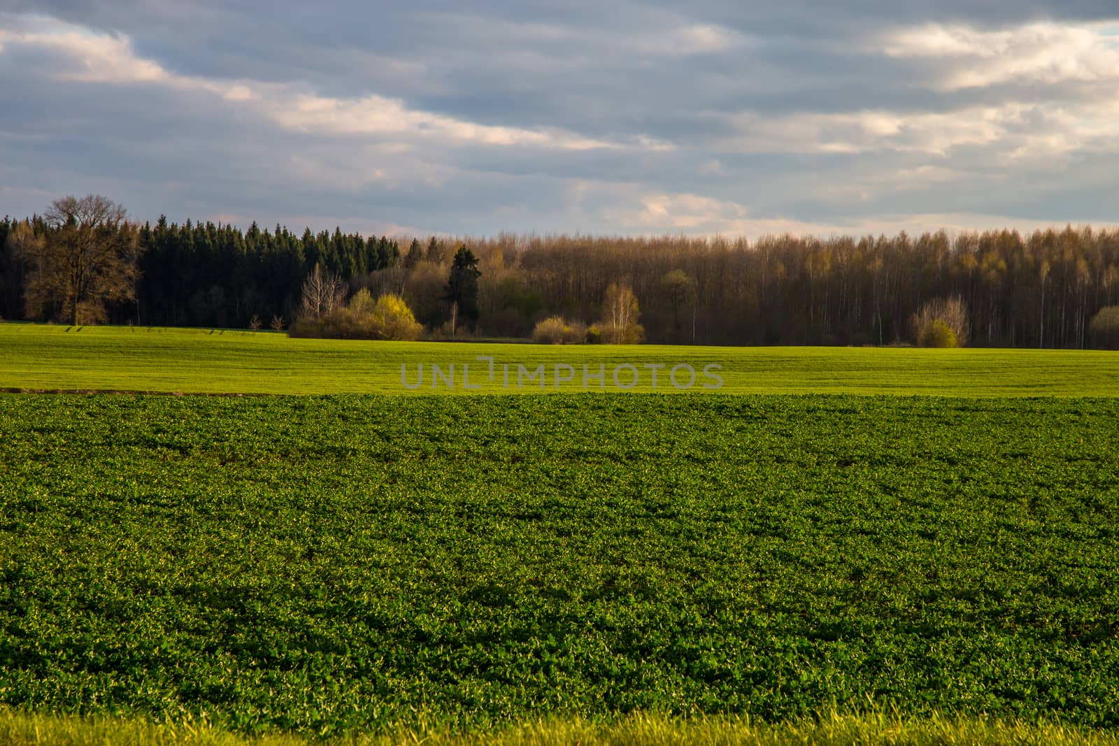 Green field with cereal and forest on the back, against a blue sky. Spring landscape with cornfield, wood and cloudy blue sky. Classic rural landscape in Latvia.
