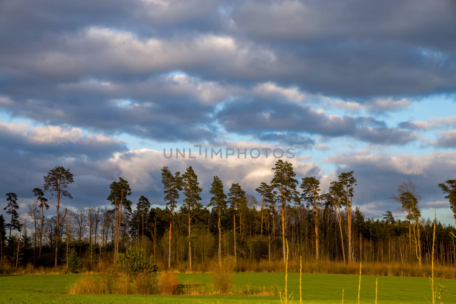 Green field with cereal and pine trees on the back, against a blue cloudy sky. Spring landscape with cornfield, wood and cloudy blue sky. Classic rural landscape in Latvia.