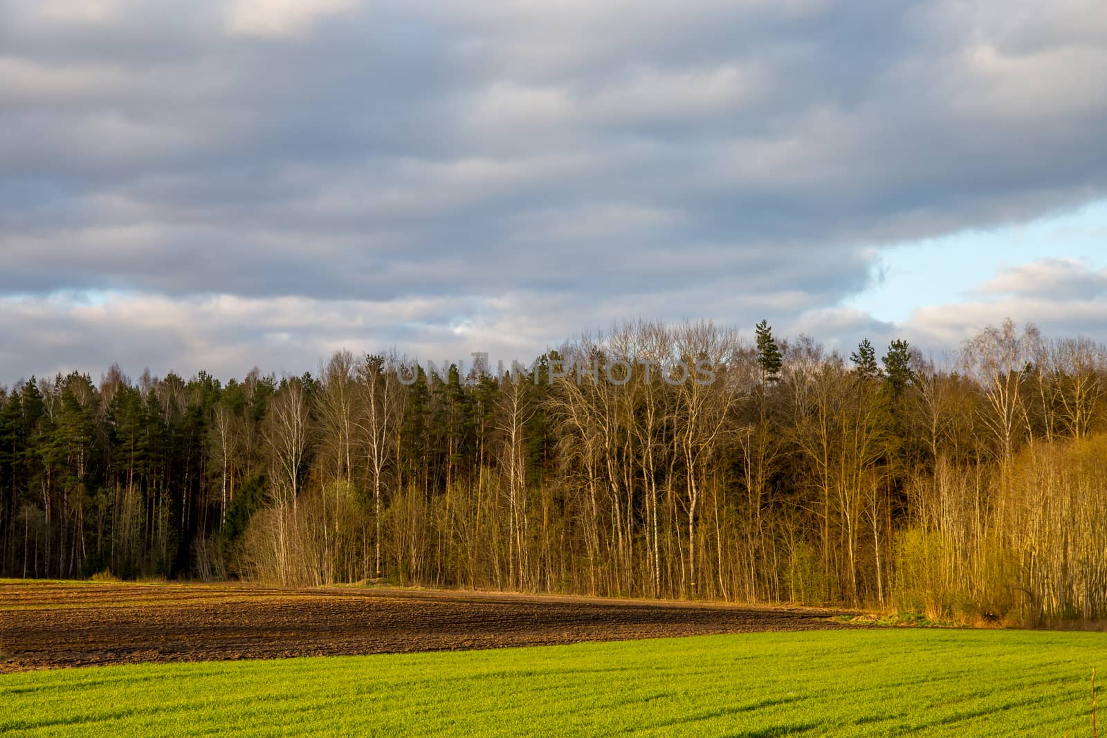 Green field with cereal and forest on the back, against a blue sky. Spring landscape with cornfield, wood and cloudy blue sky. Classic rural landscape in Latvia.