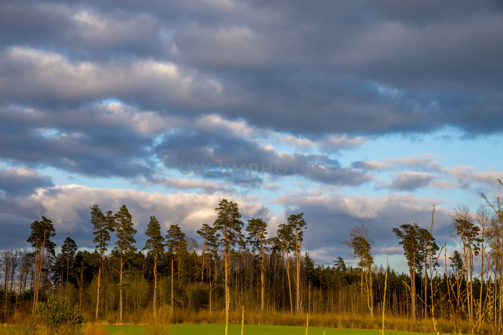 Green field with cereal and pine trees on the back, against a blue cloudy sky. Spring landscape with cornfield, wood and cloudy blue sky. Classic rural landscape in Latvia.