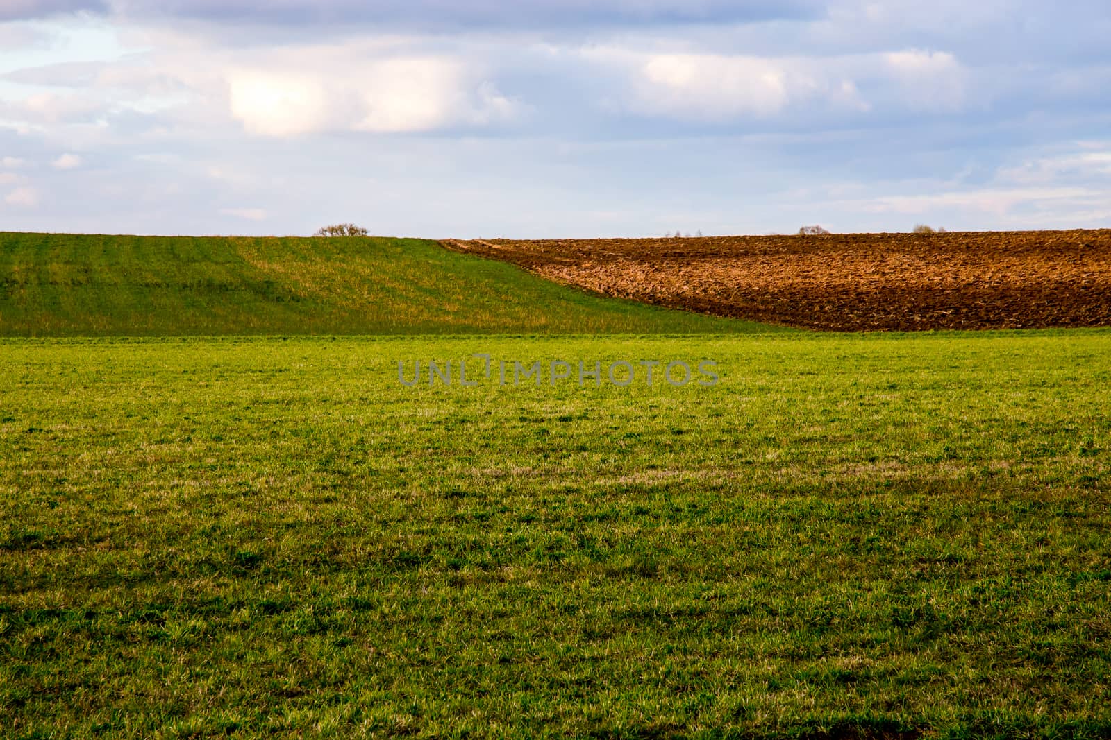 Plowed field with cereal against a blue sky.. Spring landscape with cornfield and cloudy blue sky. Classic rural landscape in Latvia.