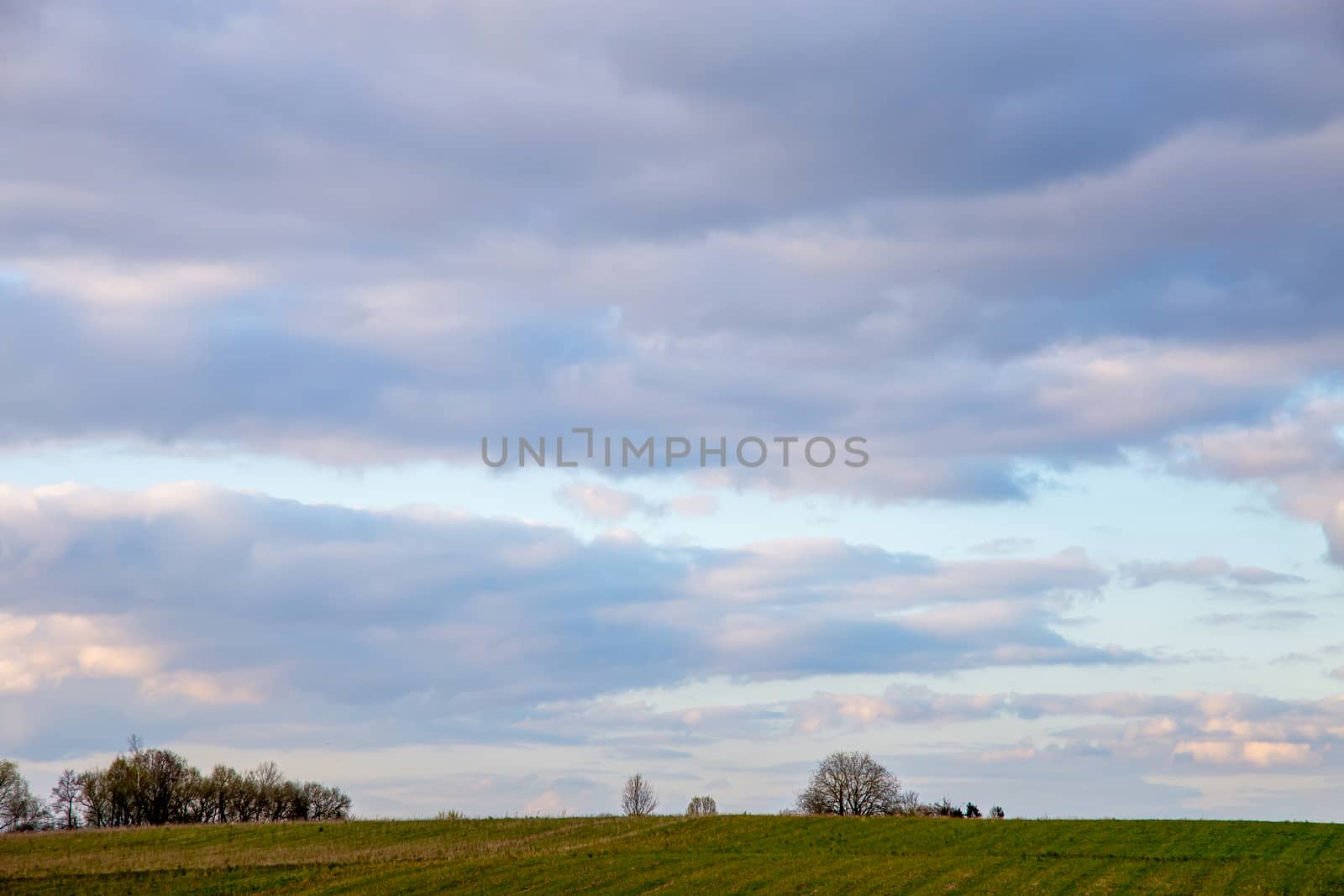 Green field with cereal against a blue sky. Spring landscape with cornfield, wood and cloudy blue sky. Classic rural landscape in Latvia.