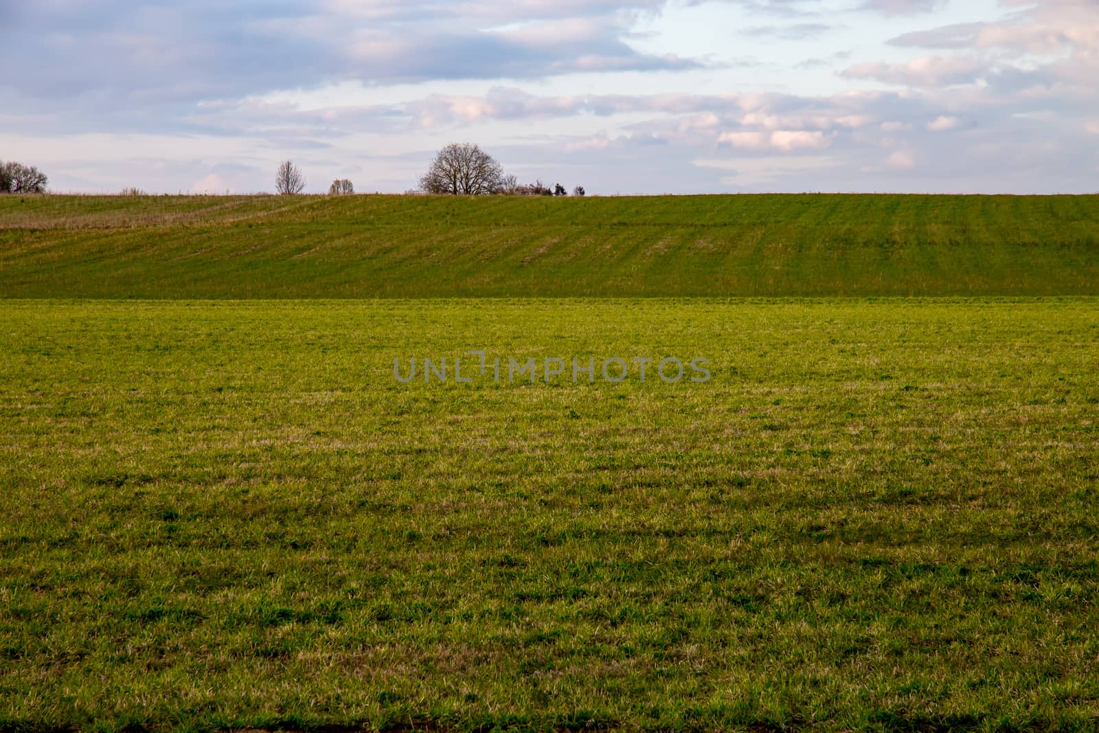Green field with cereal against a blue sky. Spring landscape with cornfield, wood and cloudy blue sky. Classic rural landscape in Latvia.