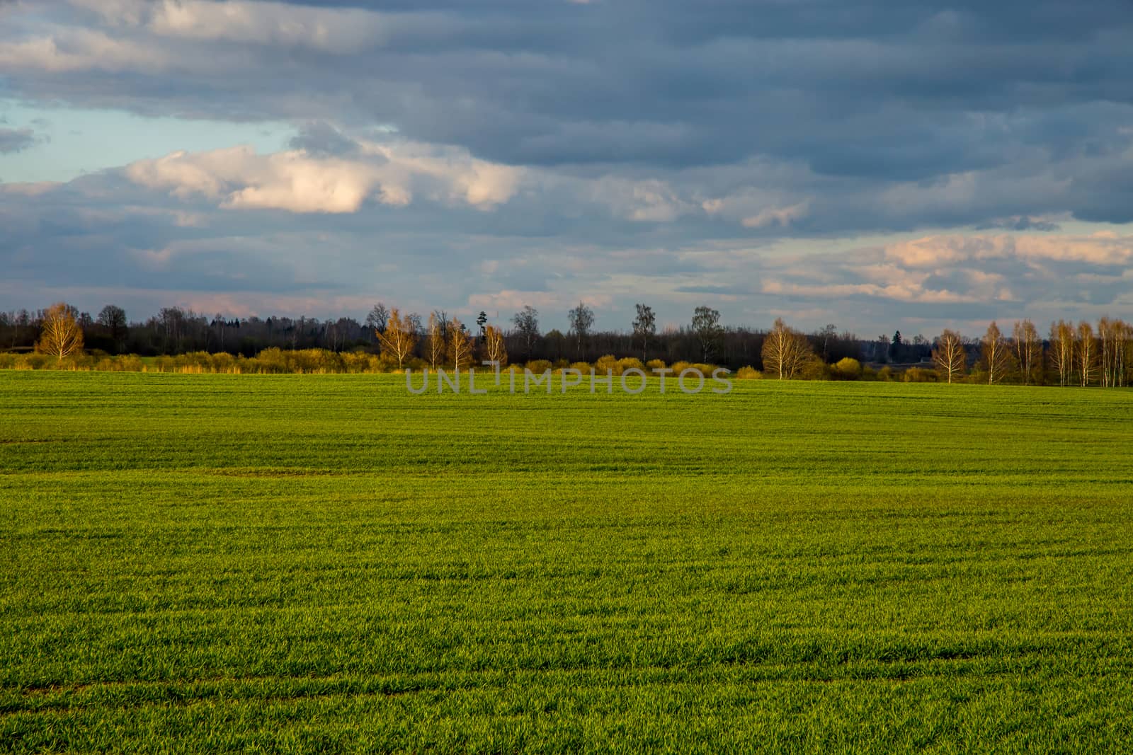 Green field with cereal and forest on the back, against a blue sky. Spring landscape with cornfield, wood and cloudy blue sky. Classic rural landscape in Latvia.