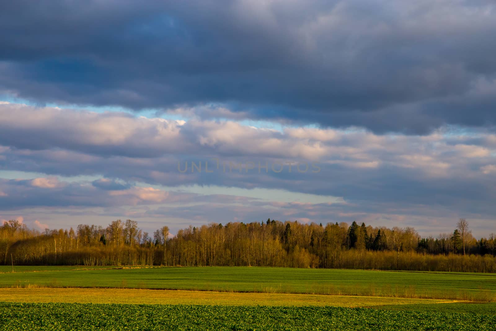 Green field with cereal and forest on the back, against a blue sky. Spring landscape with cornfield, wood and cloudy blue sky. Classic rural landscape in Latvia.