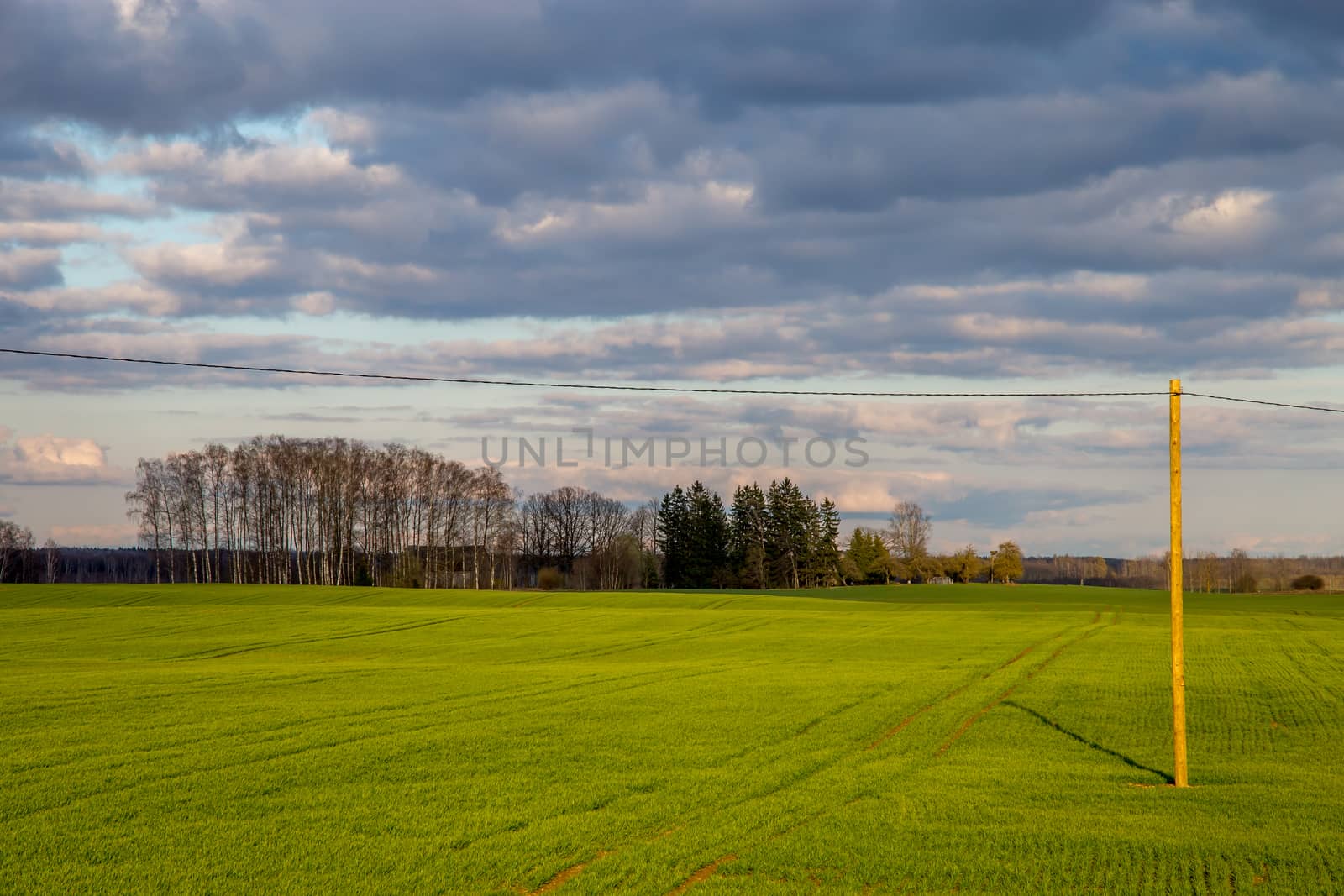 Green field with cereal and trees on the back, against a blue sky. Spring landscape with cornfield, wood and cloudy blue sky. Classic rural landscape in Latvia.