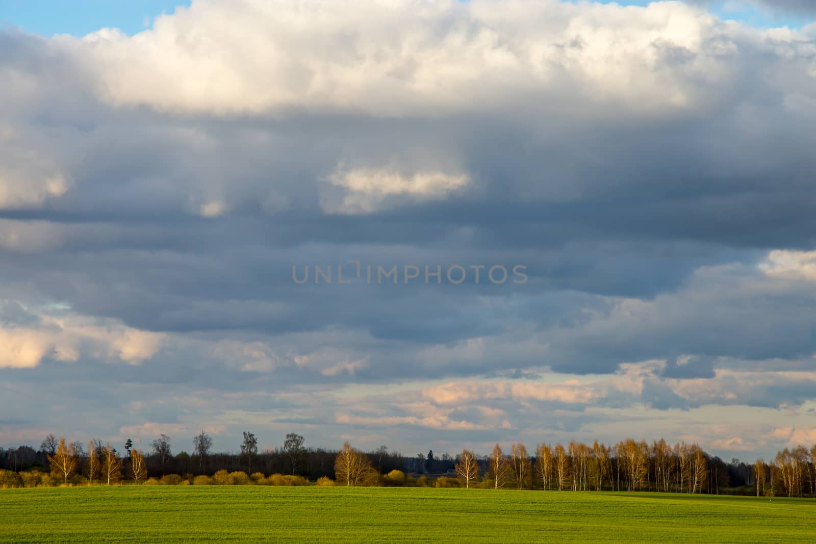 Green field with cereal and forest on the back, against a blue sky. Spring landscape with cornfield, wood and cloudy blue sky. Classic rural landscape in Latvia.