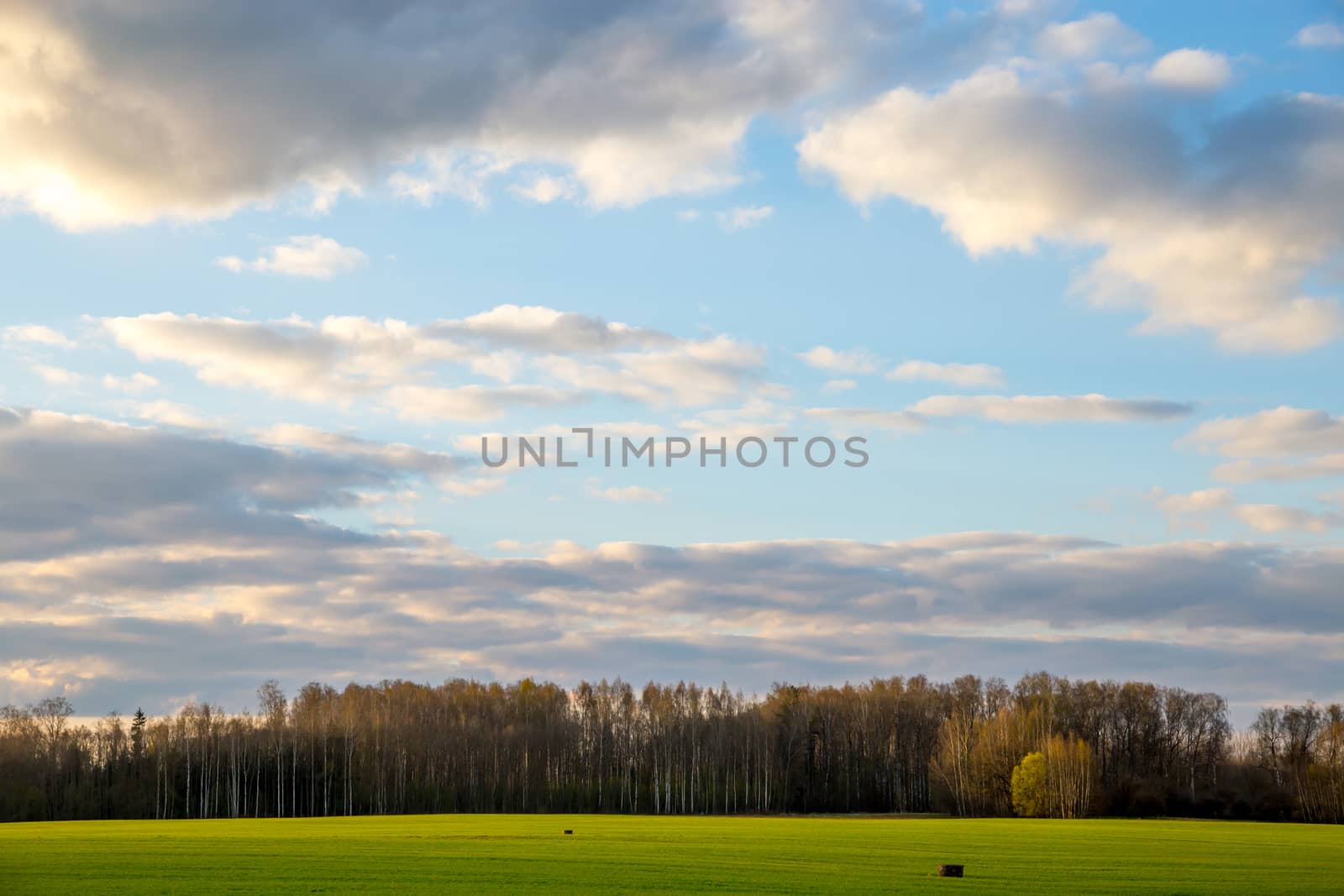 Green field with cereal and forest on the back, against a blue sky. Spring landscape with cornfield, wood and cloudy blue sky. Classic rural landscape in Latvia.