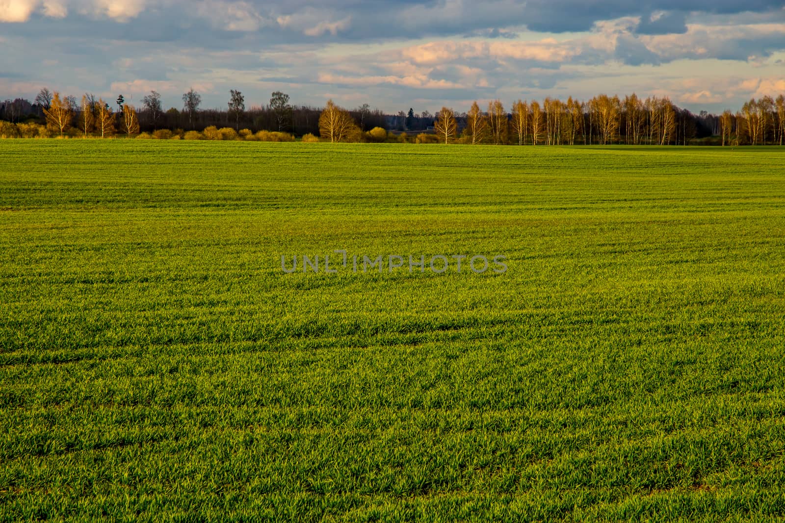 Green field with cereal and forest on the back, against a blue sky. Spring landscape with cornfield, wood and cloudy blue sky. Classic rural landscape in Latvia.
