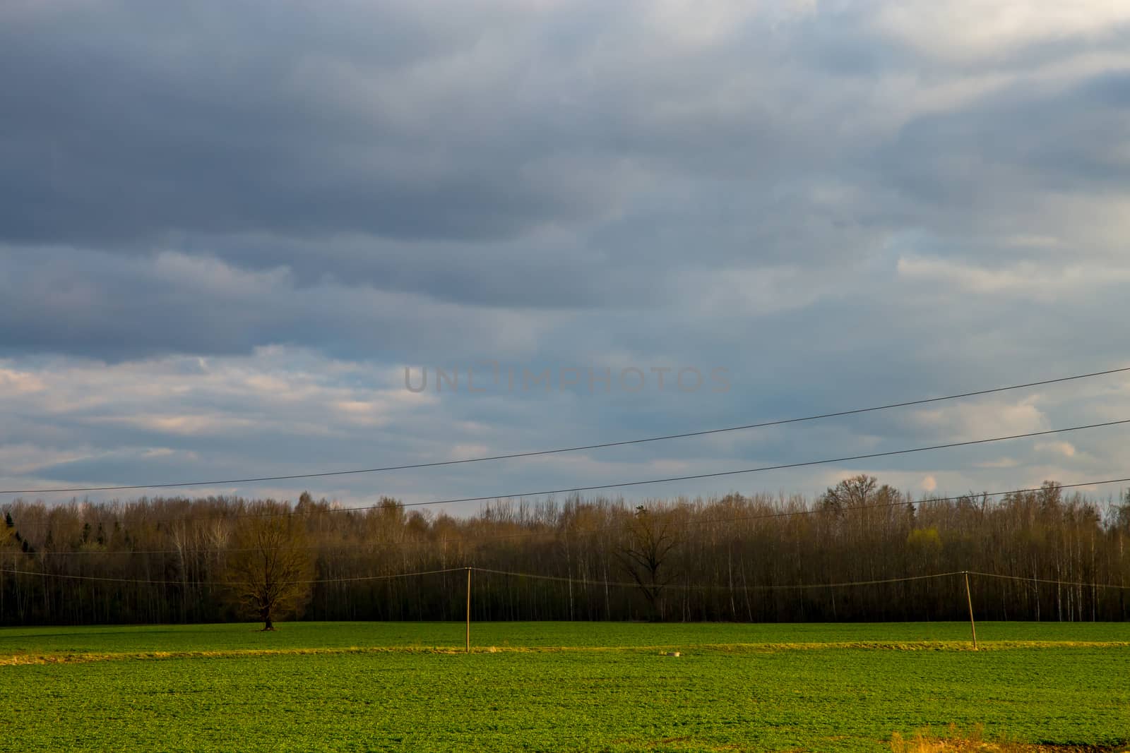 Green field with cereal and forest on the back, against a blue sky. Spring landscape with cornfield, wood and cloudy blue sky. Classic rural landscape in Latvia.
