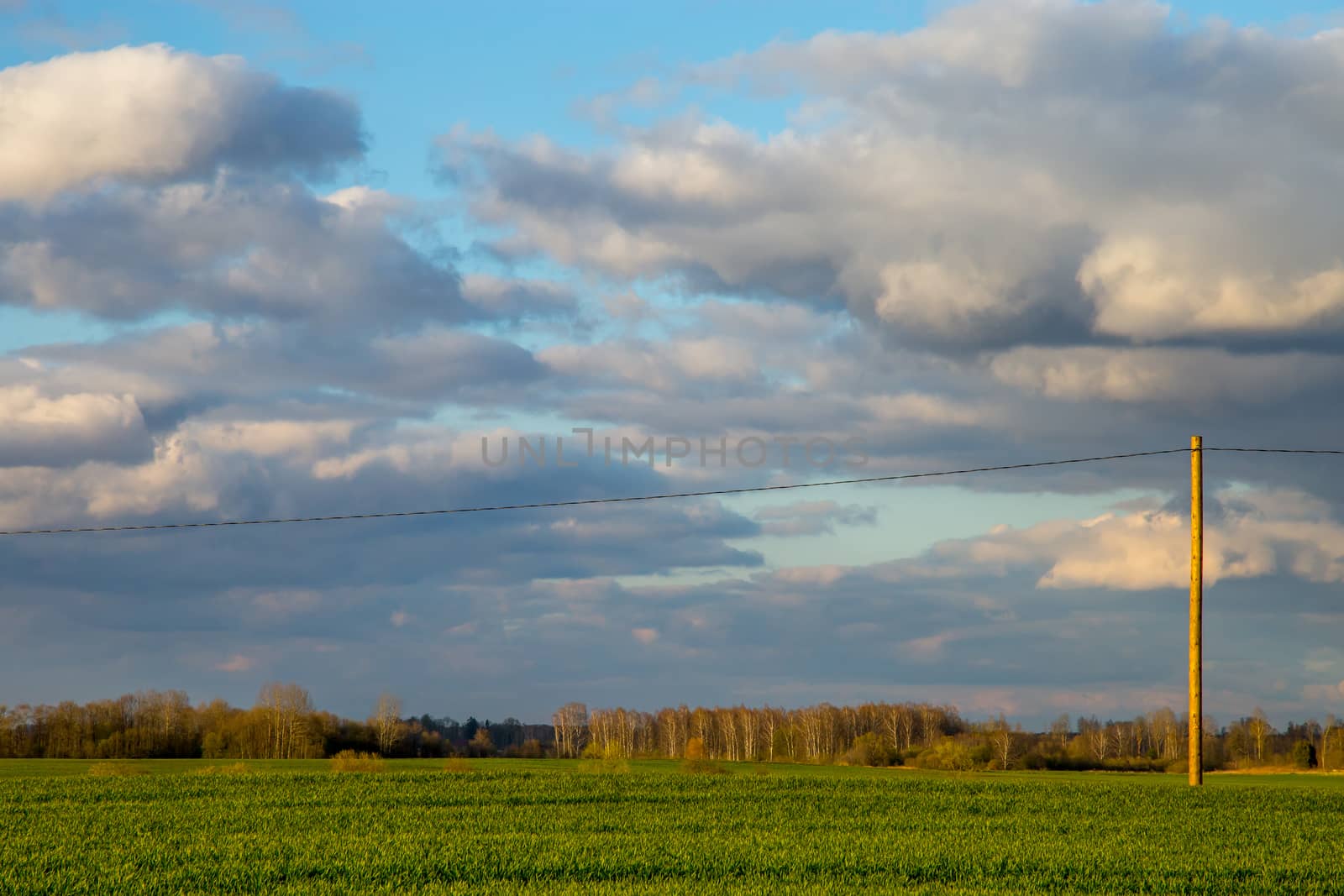 Green field with cereal and trees on the back, against a blue sky. Spring landscape with cornfield, wood and cloudy blue sky. Classic rural landscape in Latvia.