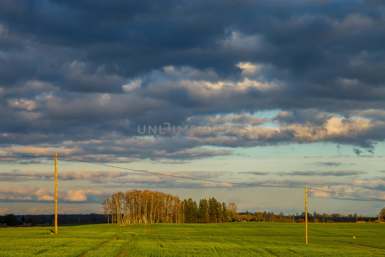 Green field with cereal and trees on the back, against a blue sky. Spring landscape with cornfield, wood and cloudy blue sky. Classic rural landscape in Latvia.
