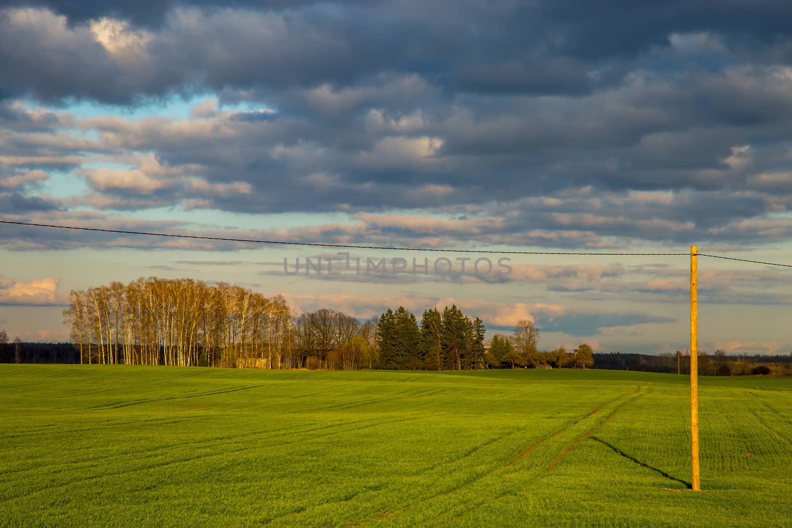Green field with cereal and trees on the back, against a blue sky. Spring landscape with cornfield, wood and cloudy blue sky. Classic rural landscape in Latvia.