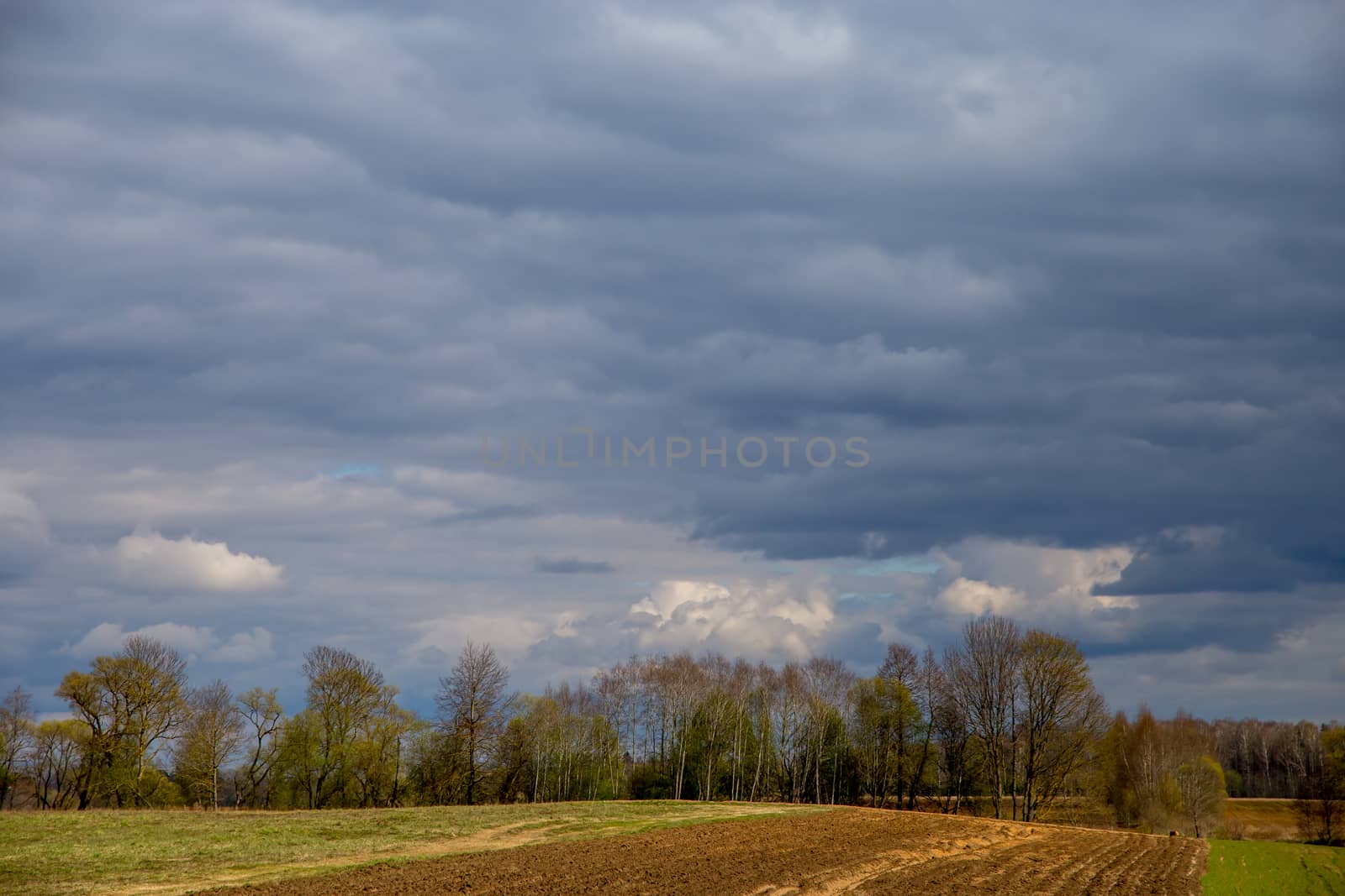 Plowed field with cereal and trees on the back, against a blue sky. Spring landscape with cornfield, wood and cloudy blue sky. Classic rural landscape in Latvia.