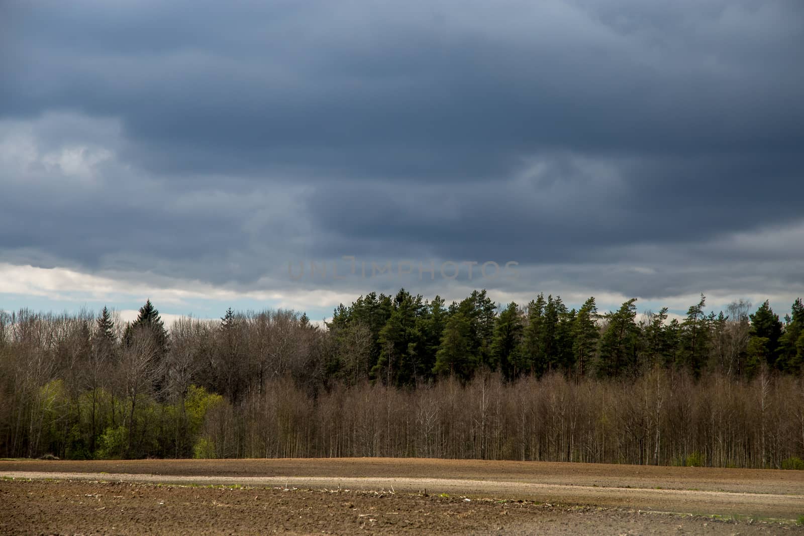 Plowed field and forest on the back, against a blue sky. Spring landscape with cornfield, wood and cloudy blue sky. Classic rural landscape in Latvia.