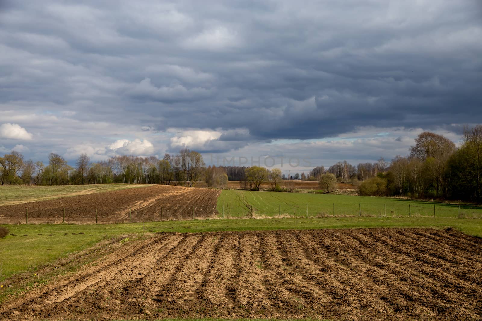 Plowed field, cereal and trees on the back, against a blue sky. Spring landscape with cornfield, wood and cloudy blue sky. Classic rural landscape in Latvia.