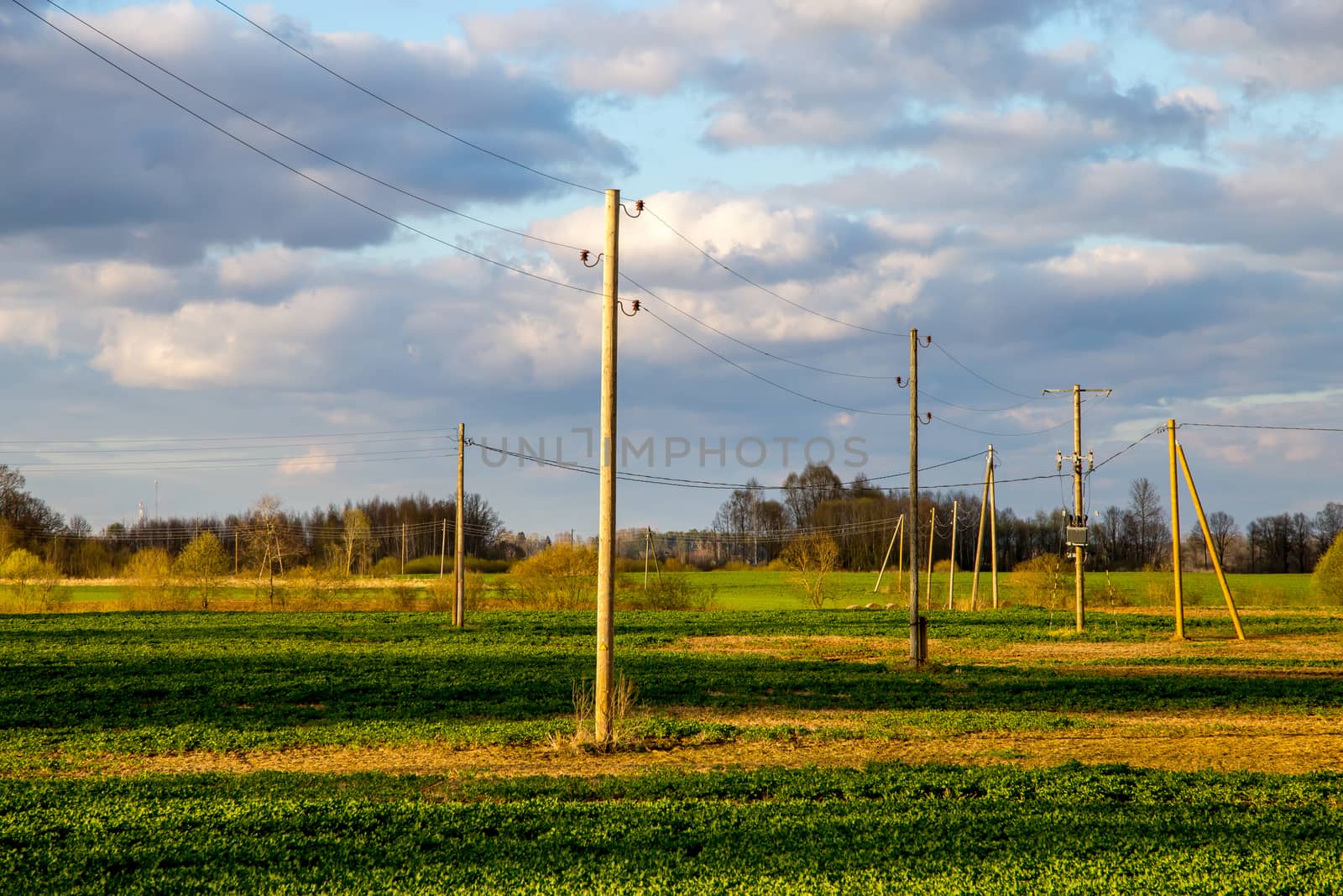 Green field with electricity poles and trees on the back, against a blue sky. Spring landscape with cornfield, wood and cloudy blue sky. Classic rural landscape in Latvia.