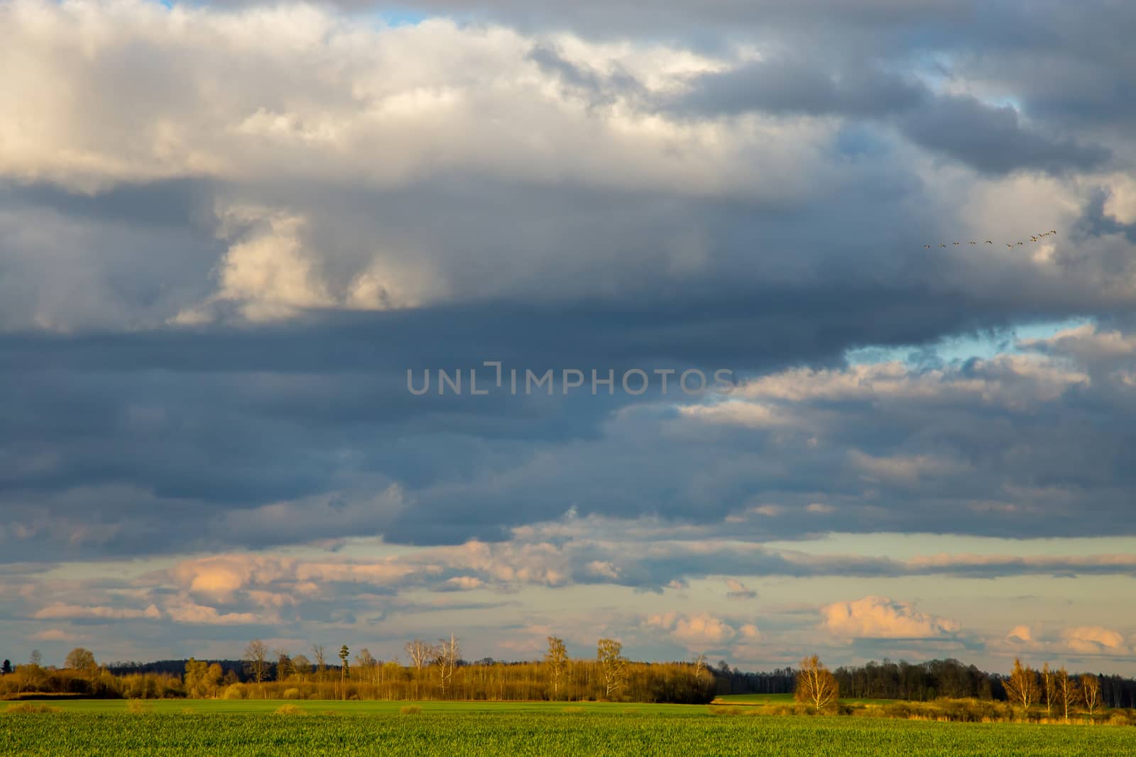 Green field with cereal and trees on the back, against a cloudy blue sky. Spring landscape with cornfield, wood and cloudy blue sky. Classic rural landscape in Latvia.