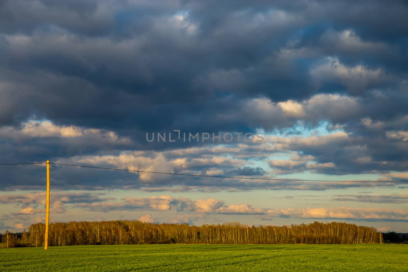Green field with cereal and trees on the back, against a cloudy blue sky. Spring landscape with cornfield, wood and cloudy blue sky. Classic rural landscape in Latvia.