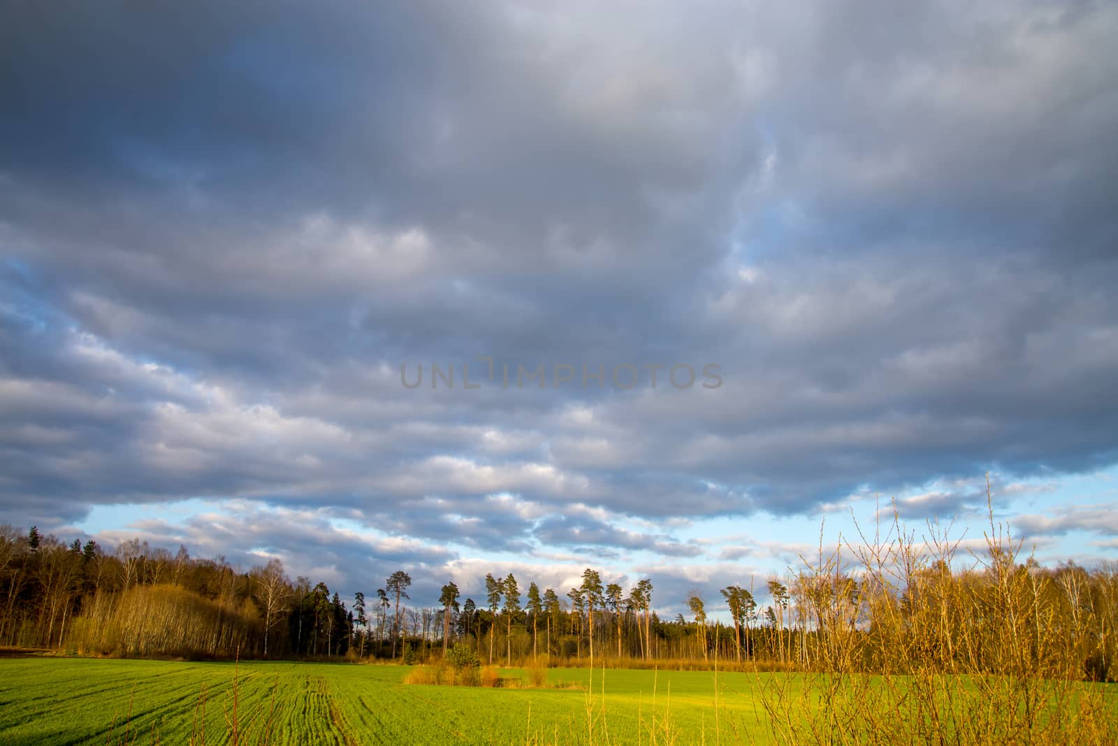 Green field with cereal and trees on the back, against a blue cloudy sky. Spring landscape with cornfield, wood and cloudy blue sky. Classic rural landscape in Latvia.