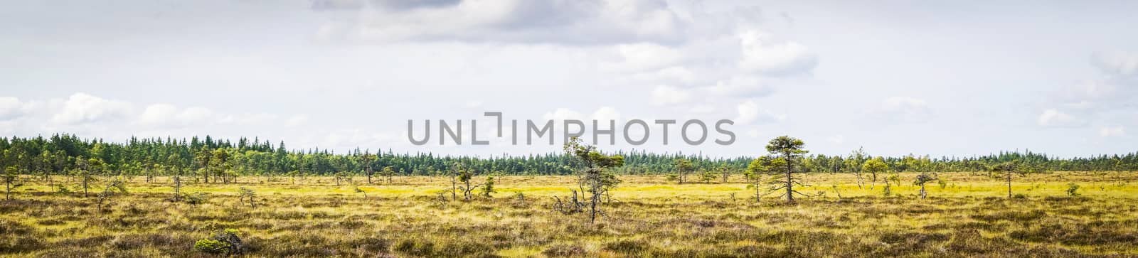 Dry plains with pine trees in a panorama by Sportactive