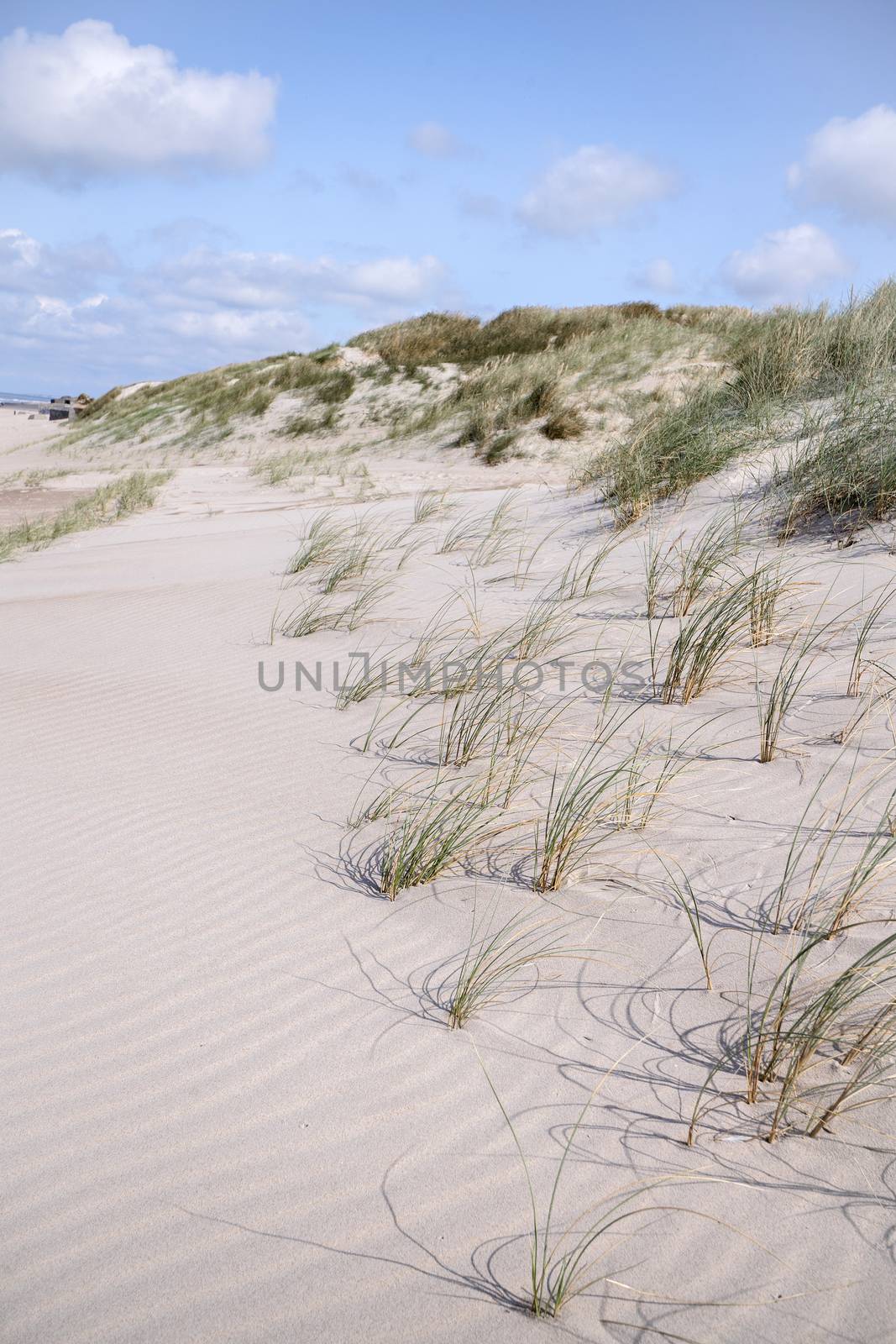 Lyme grass on a Scandinavian beach with sand dunes in the summer under a blue sky