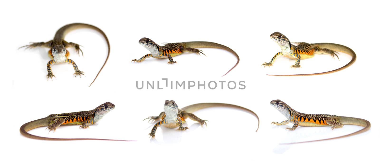 Group of butterfly agama lizard (Leiolepis Cuvier) isolated on a white background.  Reptile. Animal.
