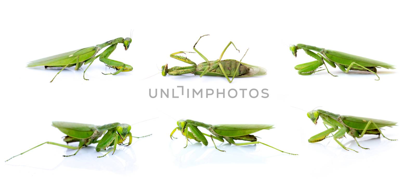 Group of green mantis isolated on white background. Insect. Animals.