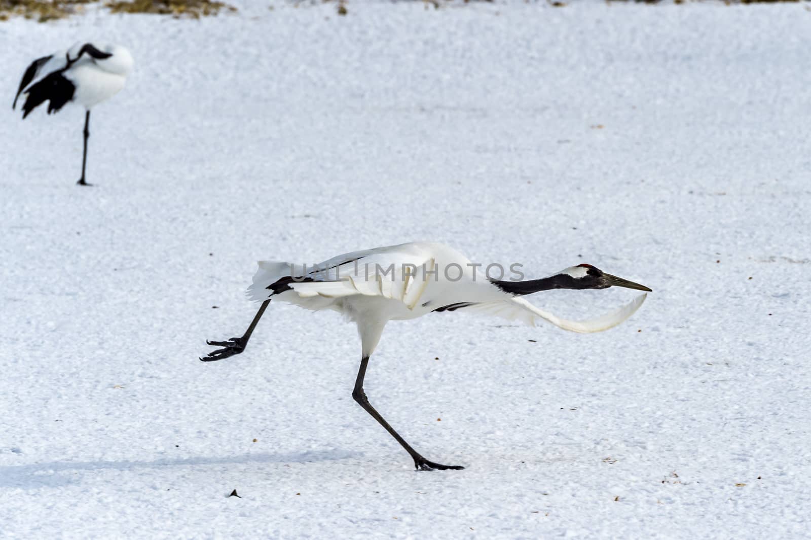 The Red-crowned Crane in Tsurui Ito Tancho Crane Senctuary of Hokkaido, Japan.