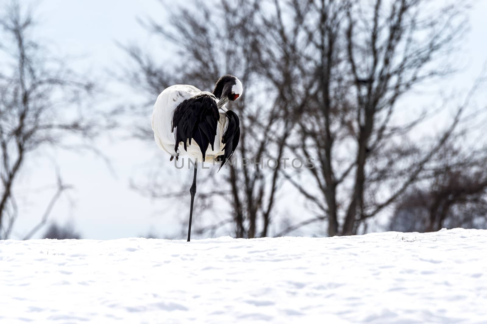 The Red-crowned Crane in Tsurui Ito Tancho Crane Senctuary of Hokkaido, Japan.