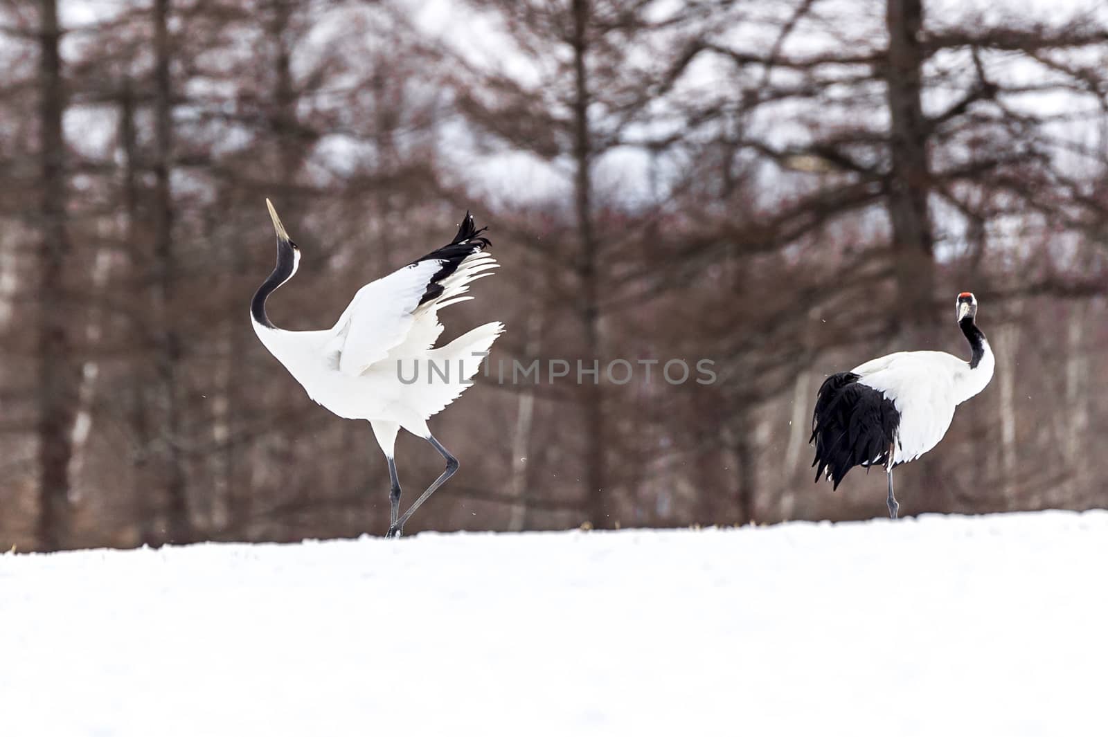 The Red-crowned Crane in Tsurui Ito Tancho Crane Senctuary of Hokkaido, Japan.