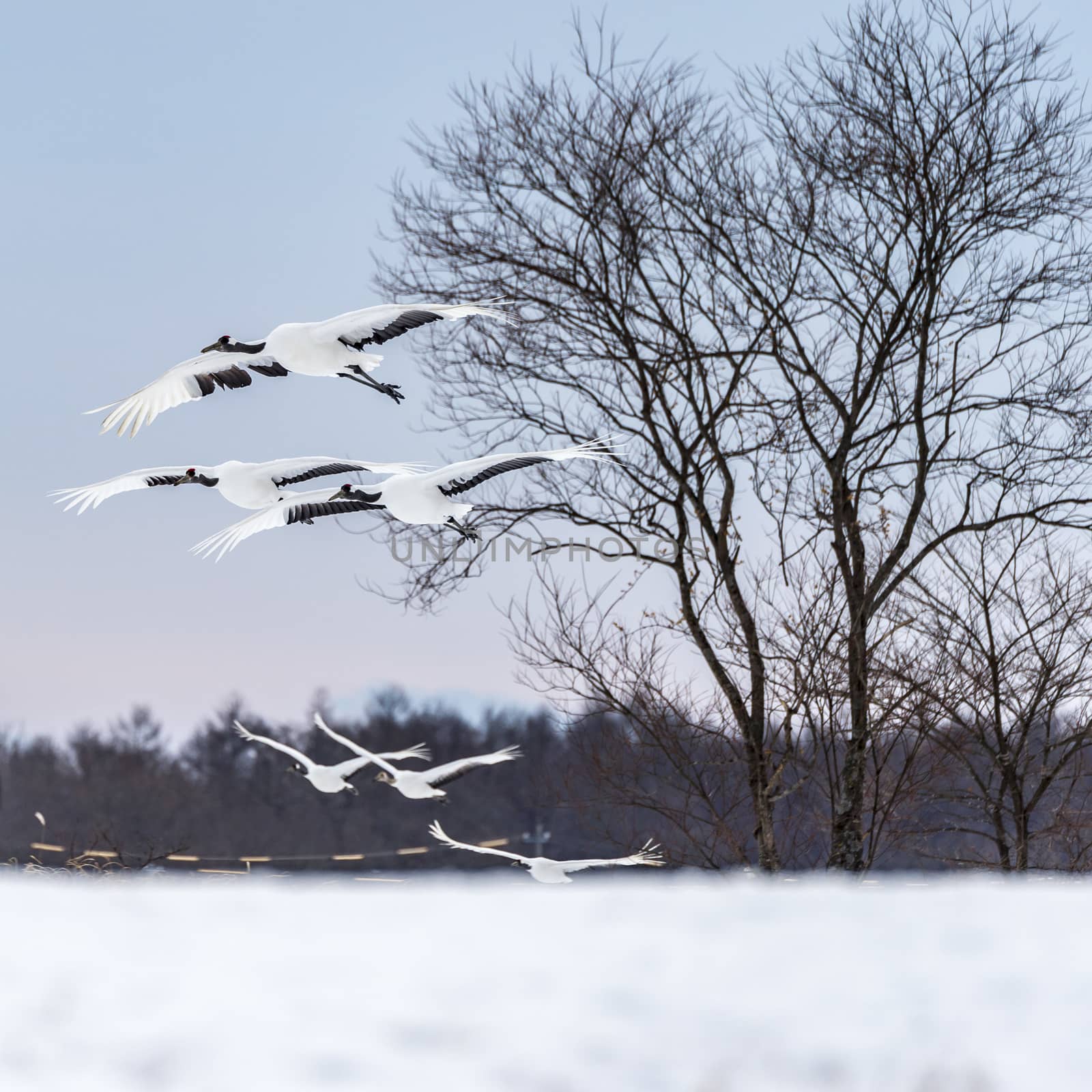 The Red-crowned Crane in Tsurui Ito Tancho Crane Senctuary of Hokkaido, Japan.