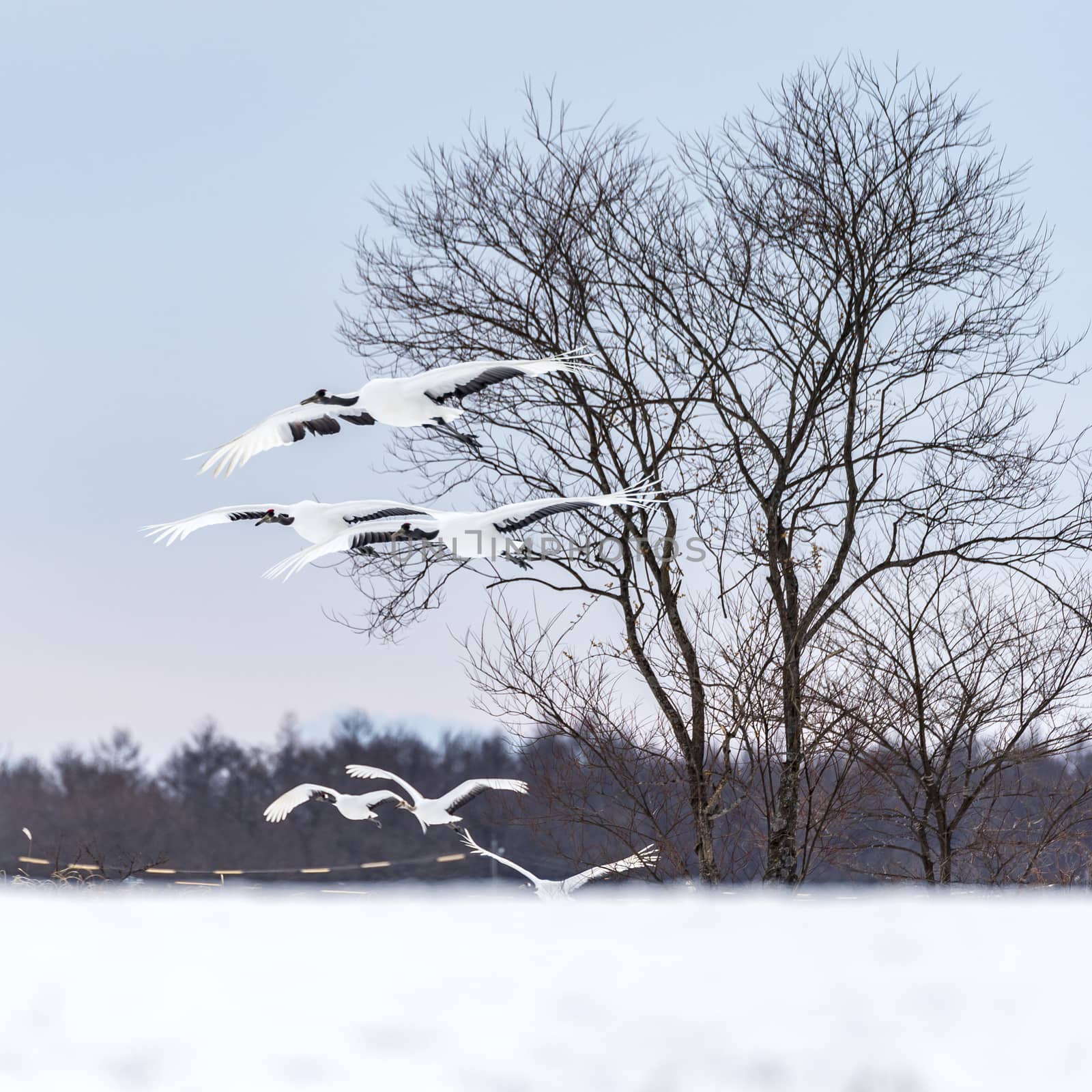 The Red-crowned Crane in Tsurui Ito Tancho Crane Senctuary of Hokkaido, Japan.