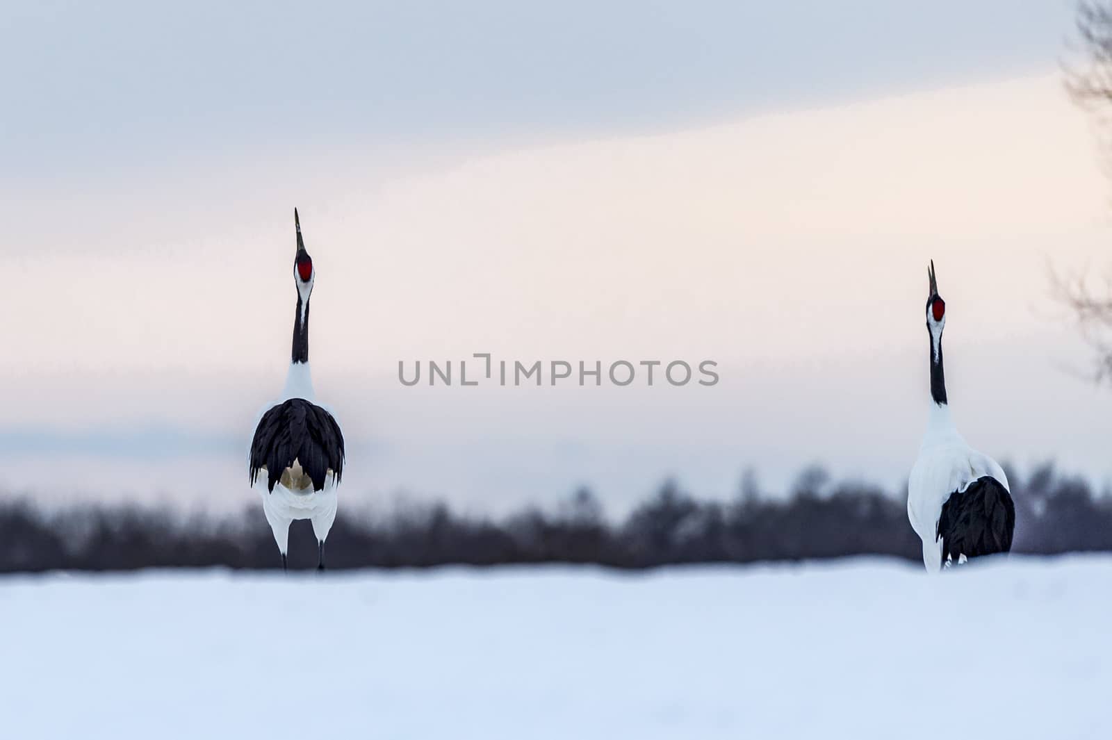 The Red-crowned Crane in Tsurui Ito Tancho Crane Senctuary of Hokkaido, Japan.