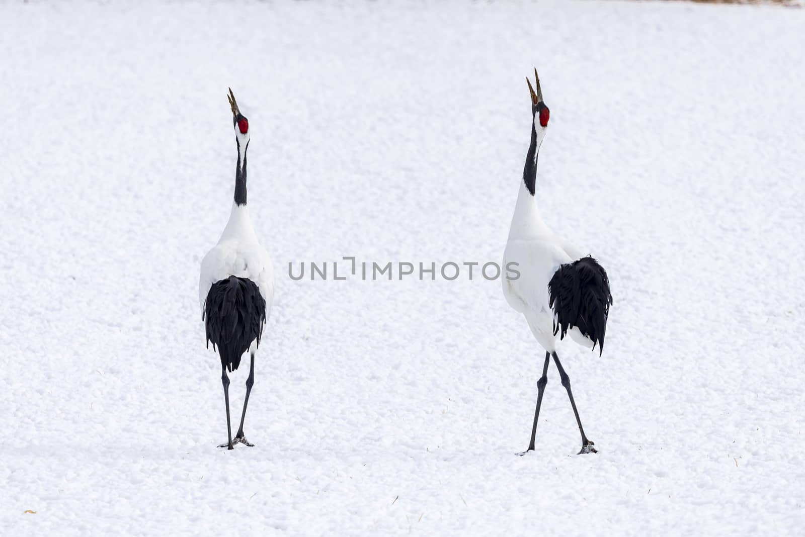 The Red-crowned Crane in Tsurui Ito Tancho Crane Senctuary of Hokkaido, Japan.