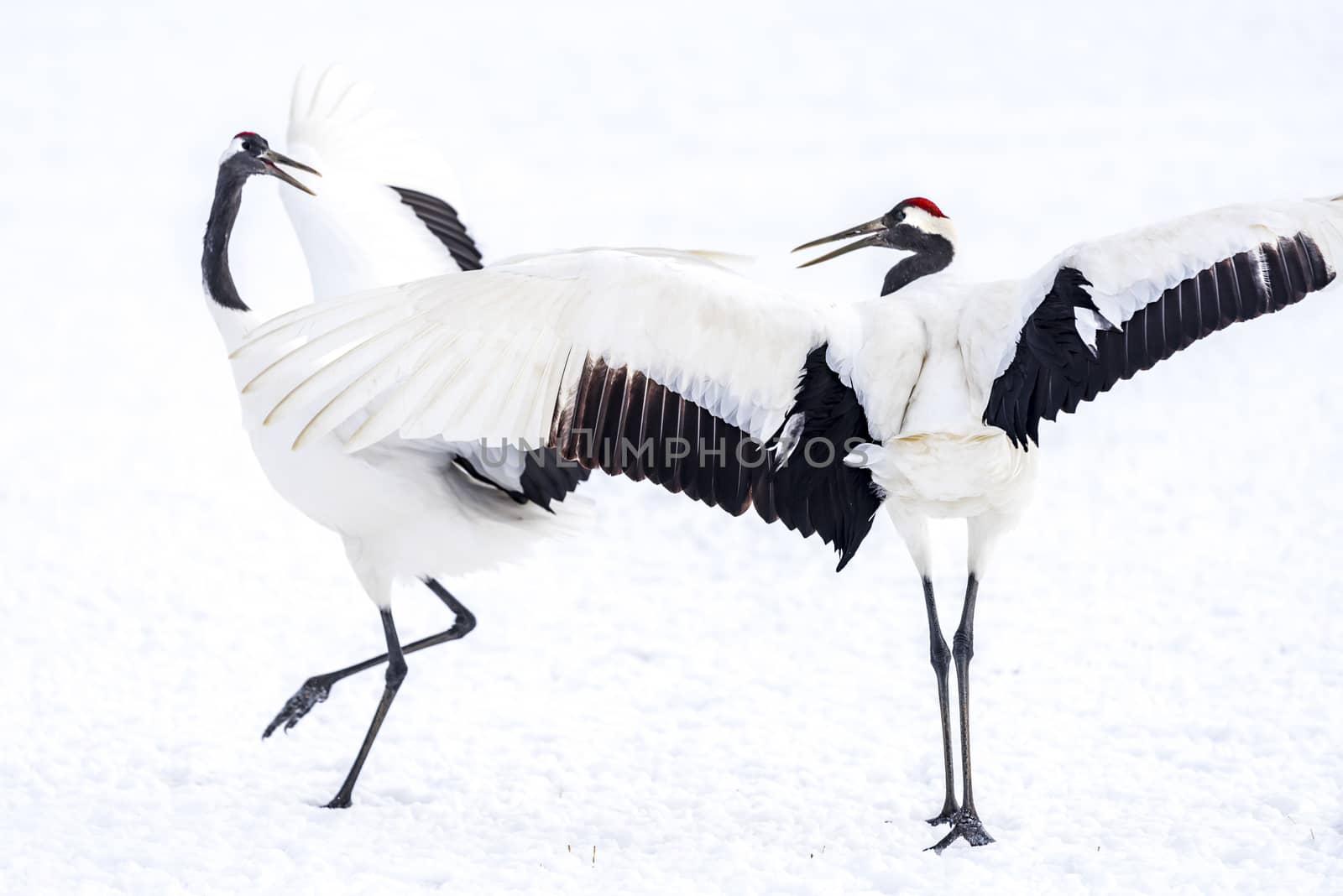 The Red-crowned Crane by JasonYU