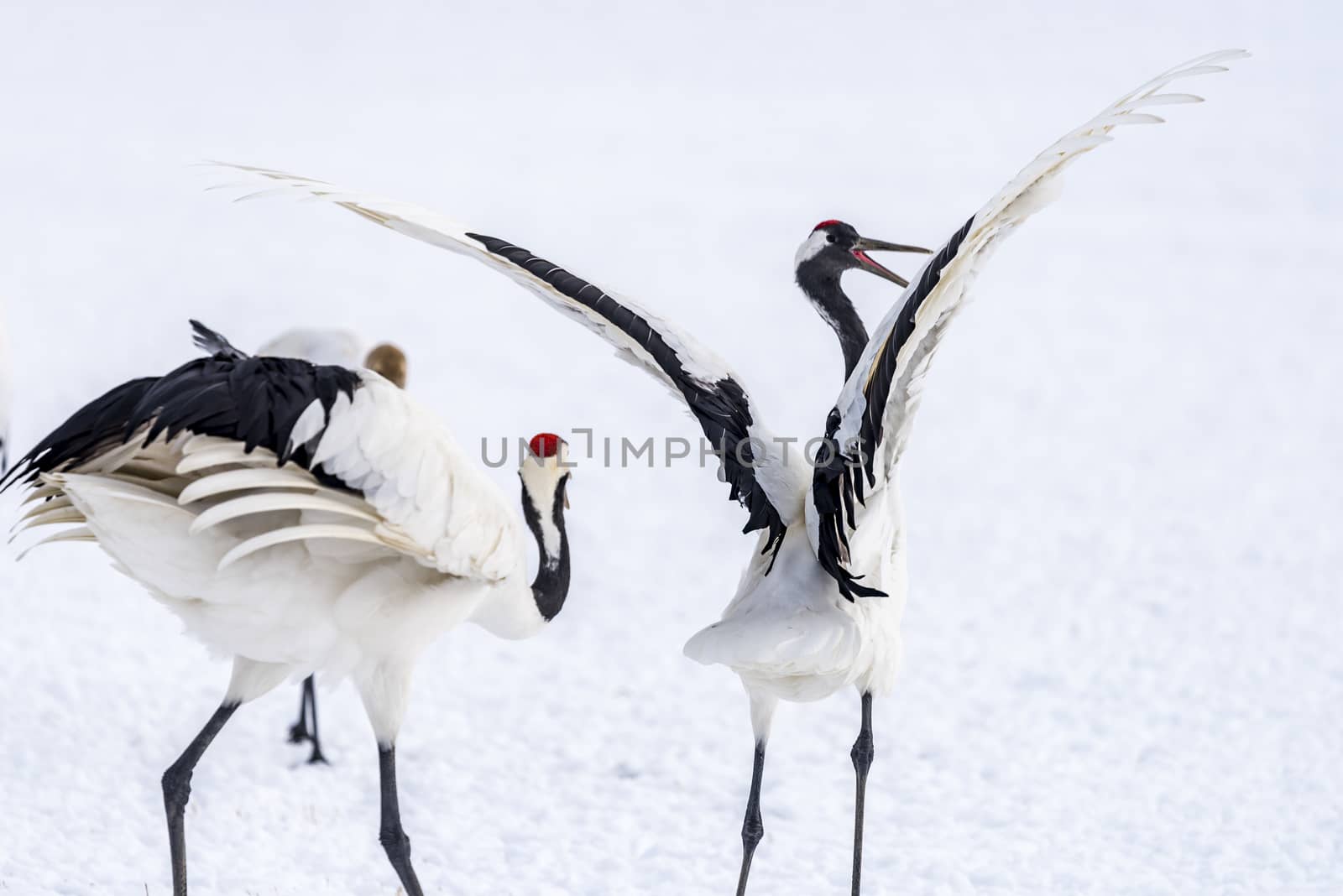 The Red-crowned Crane by JasonYU