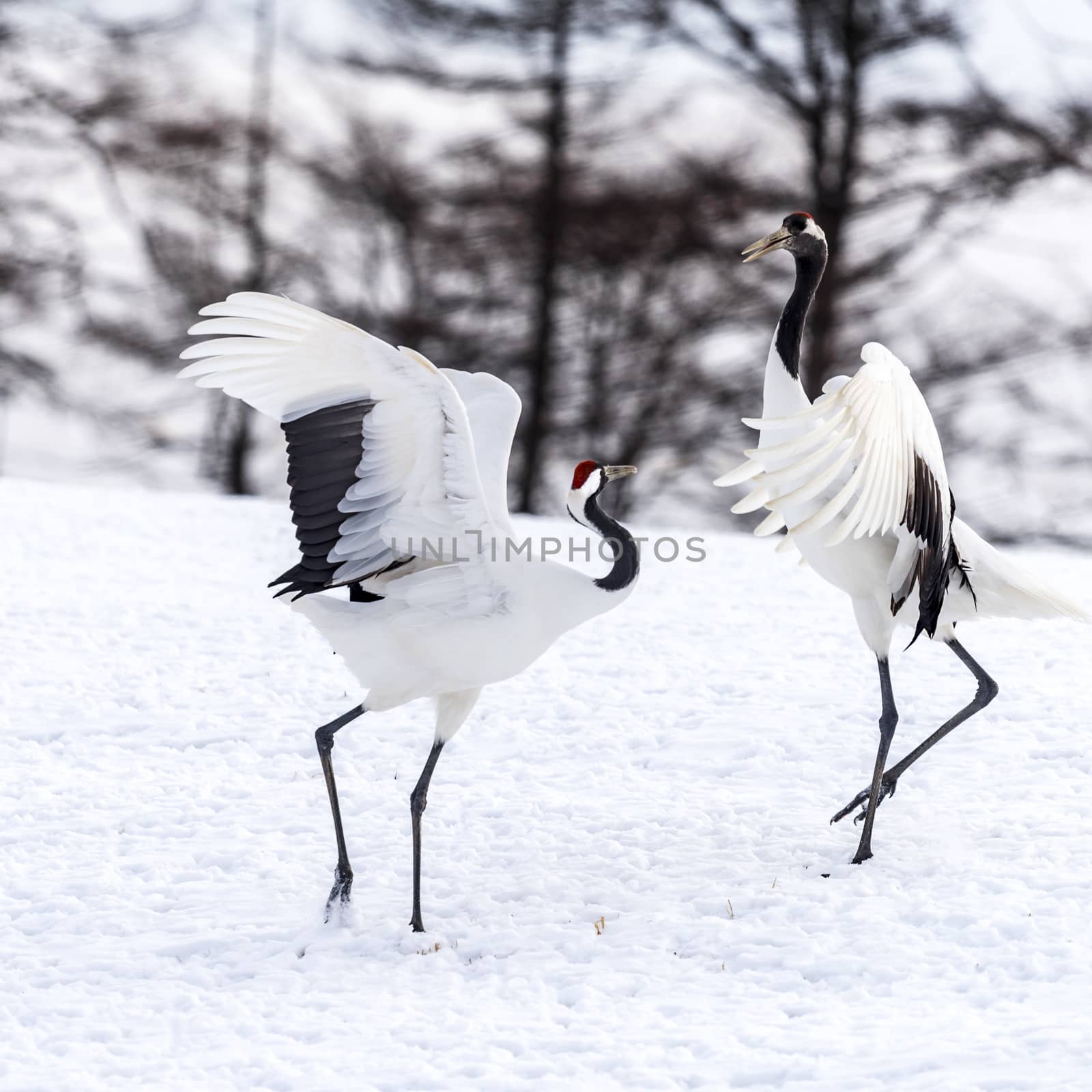 The Red-crowned Crane in Tsurui Ito Tancho Crane Senctuary of Hokkaido, Japan.