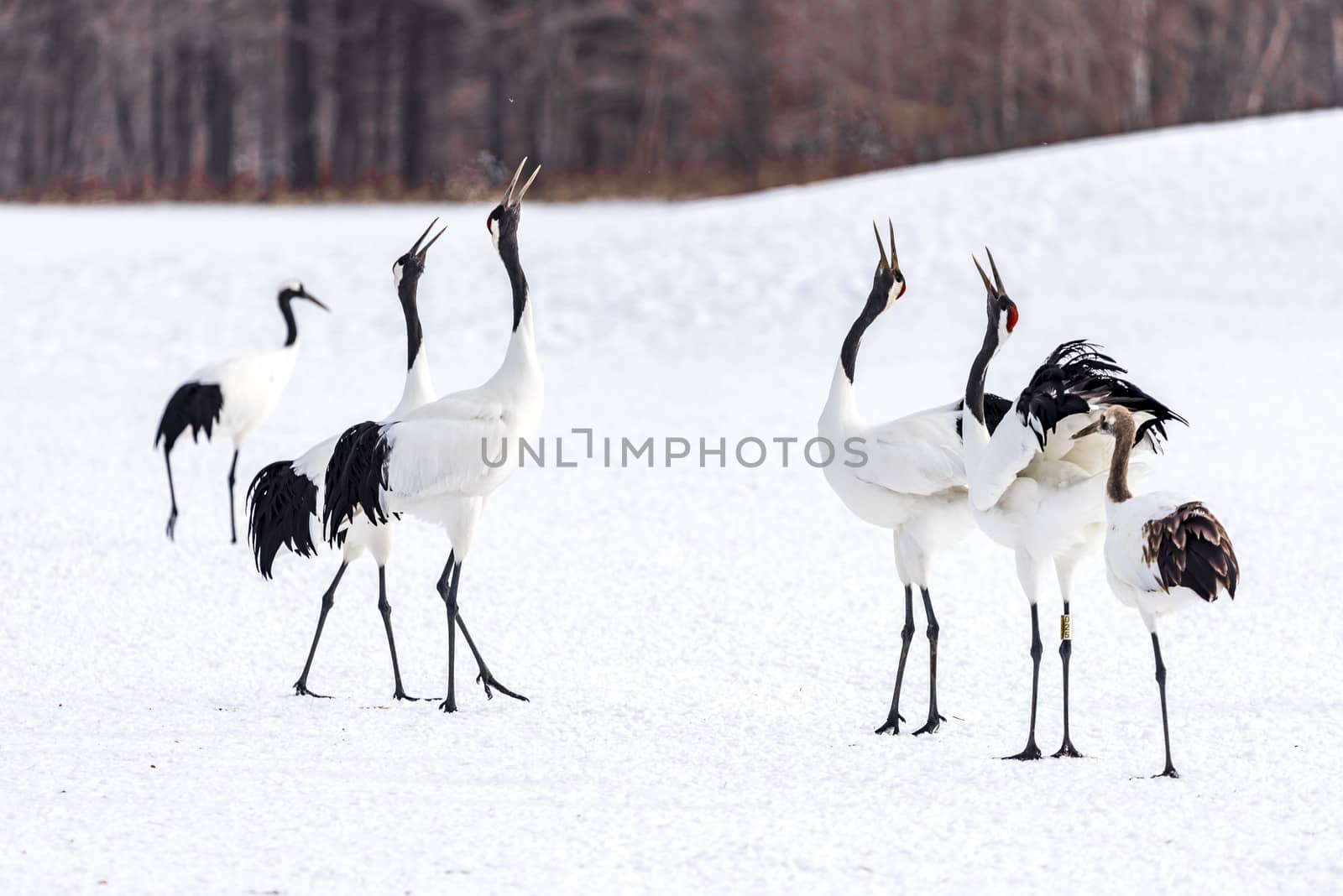 The Red-crowned Crane in Tsurui Ito Tancho Crane Senctuary of Hokkaido, Japan.