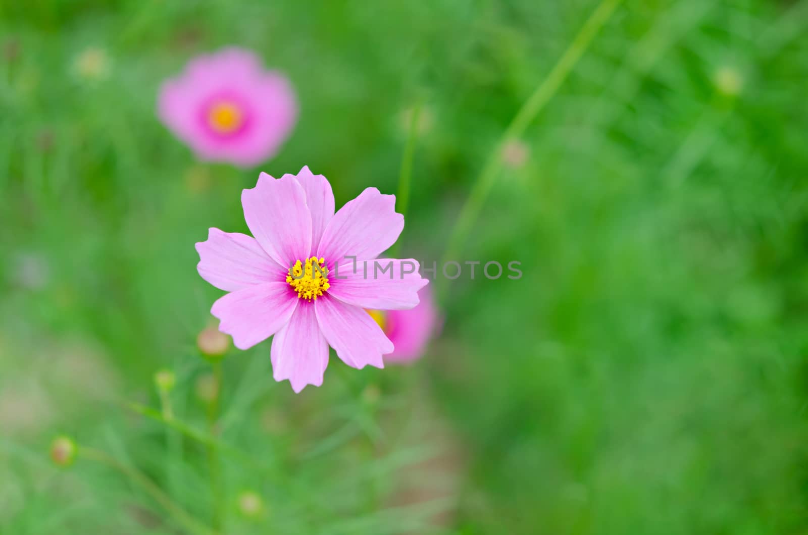 pink cosmos flower blooming in the green field, hipster tone