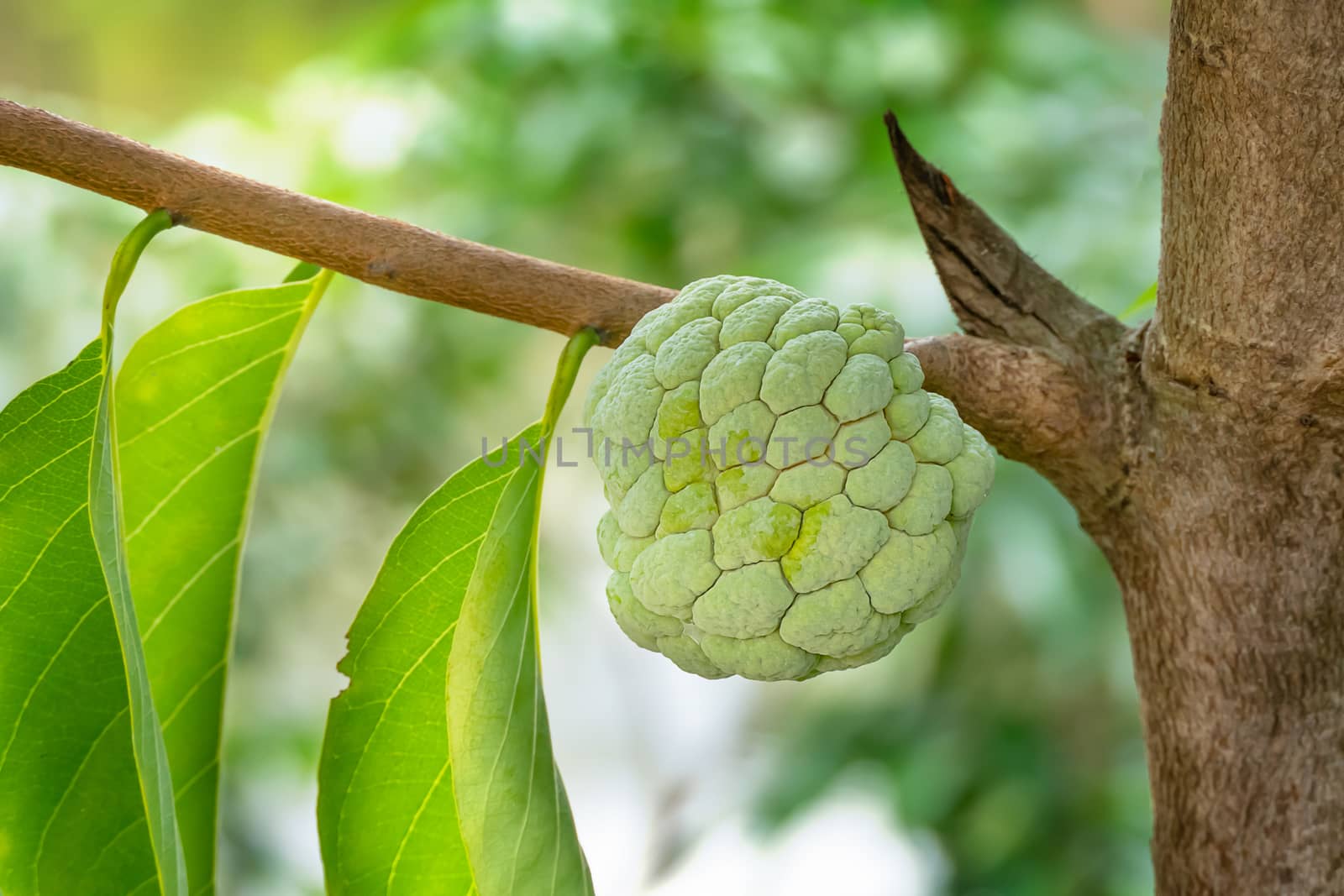 close up custard apple fruit hanging on tree in green garden