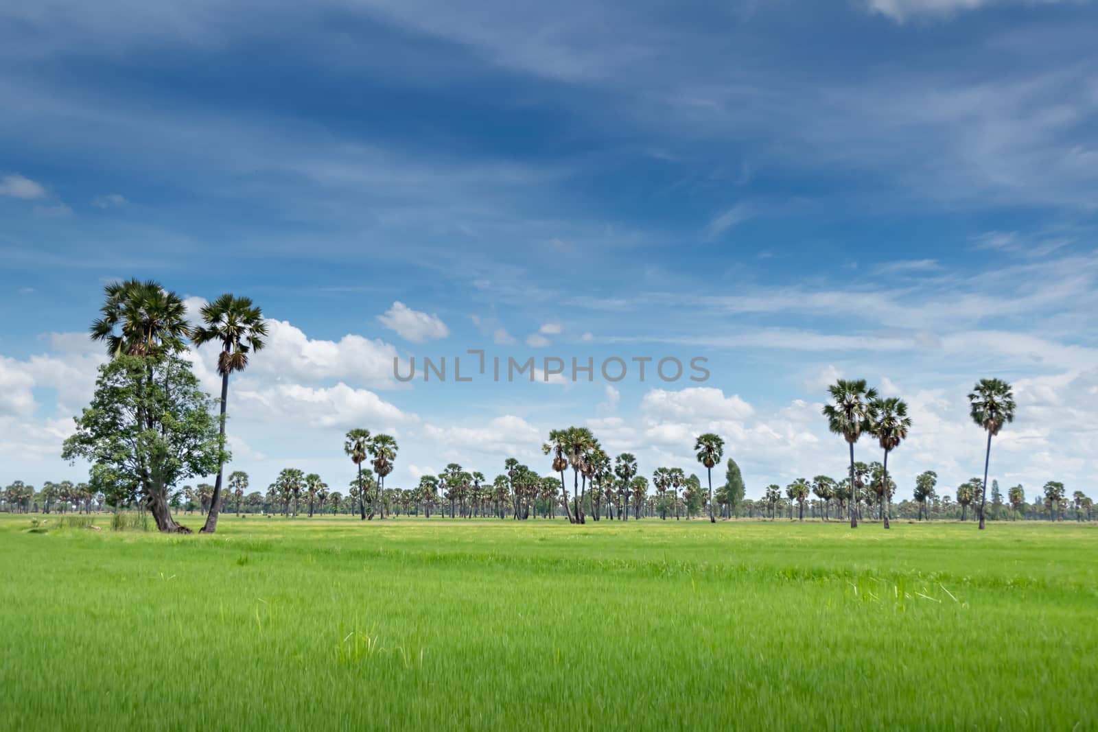 landscape of paddy field by rakratchada