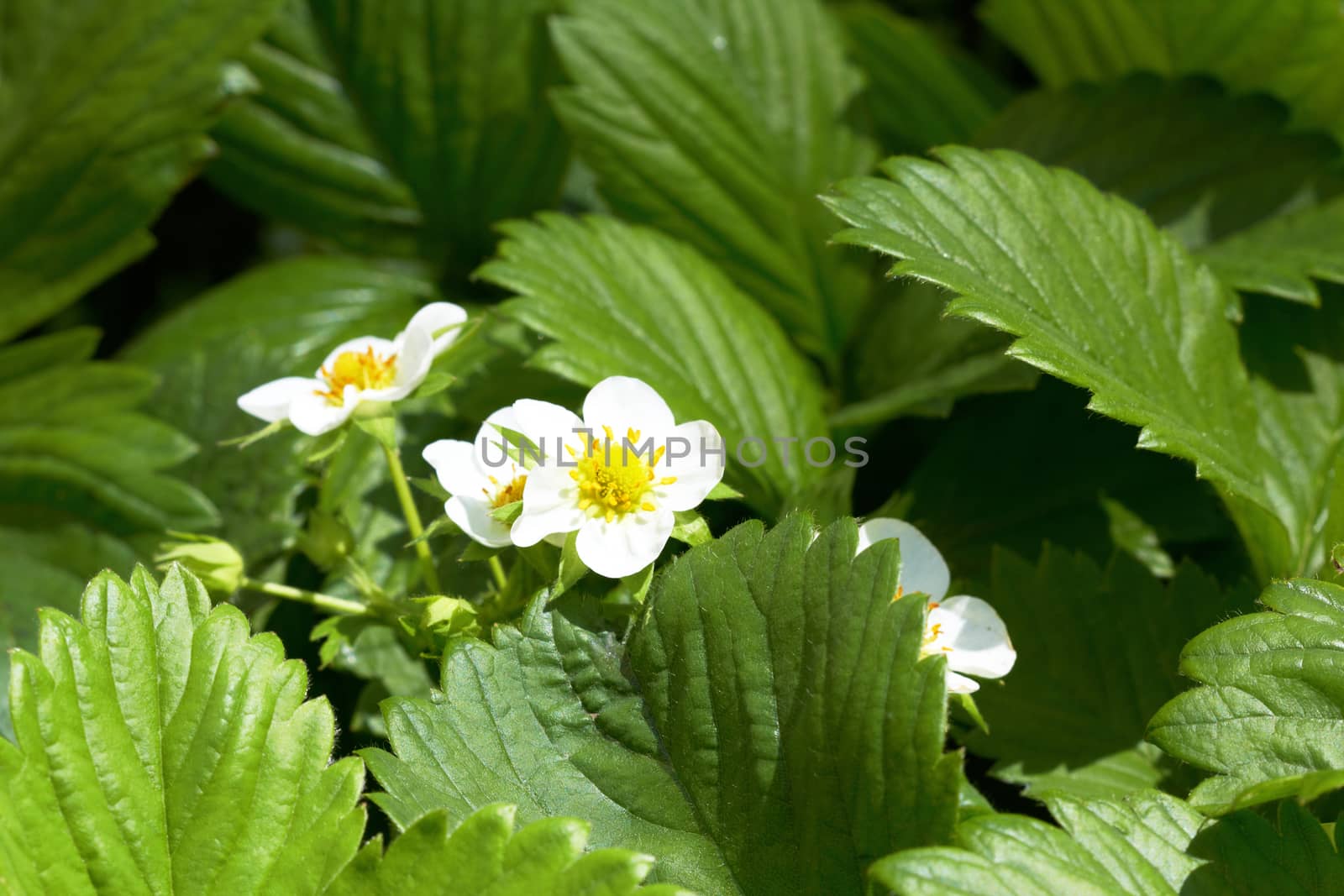 blossoming strawberry with leaves as a background